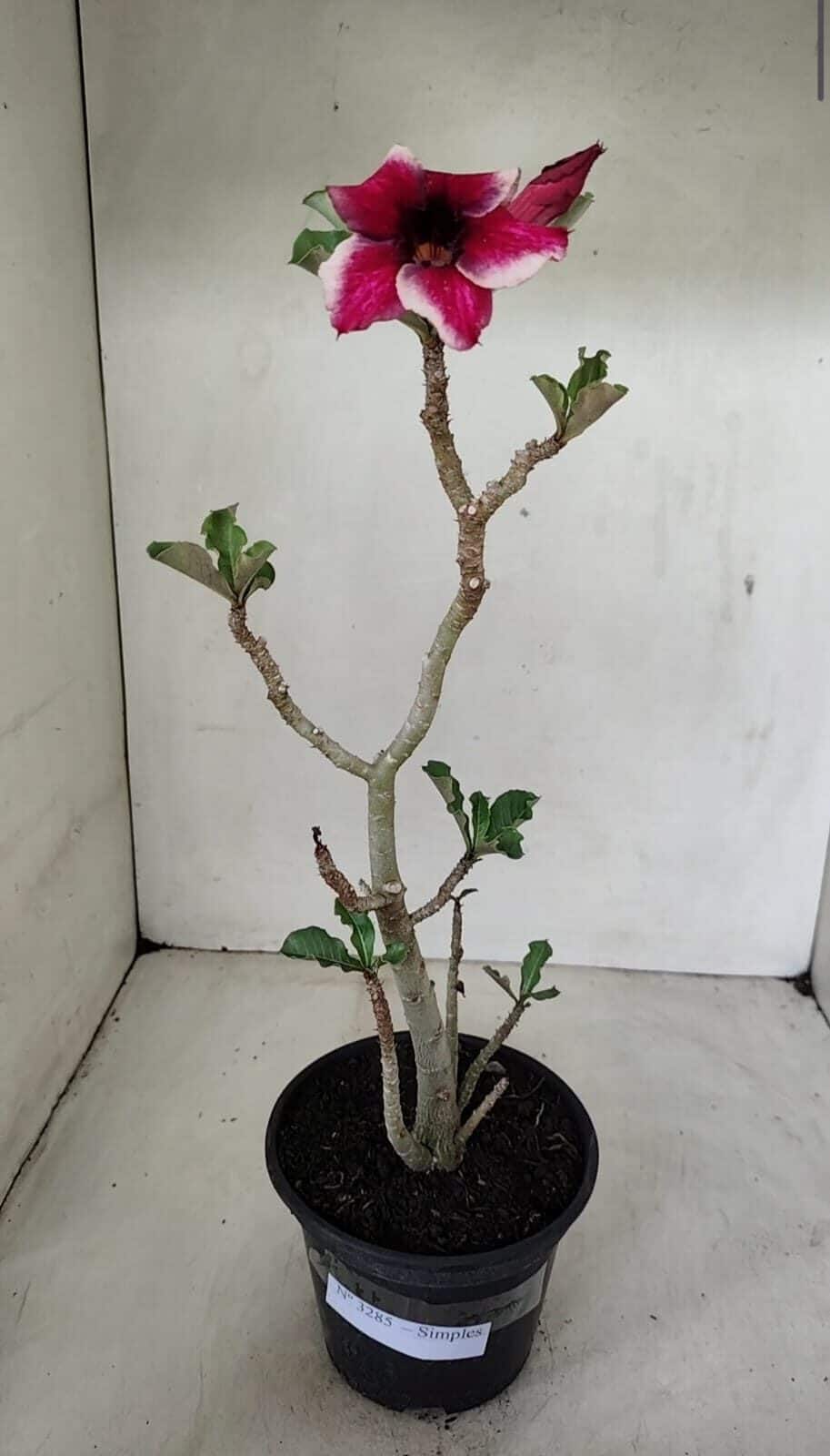 Planta Simples 3285 – 35cm – 03 anos - foto 6
