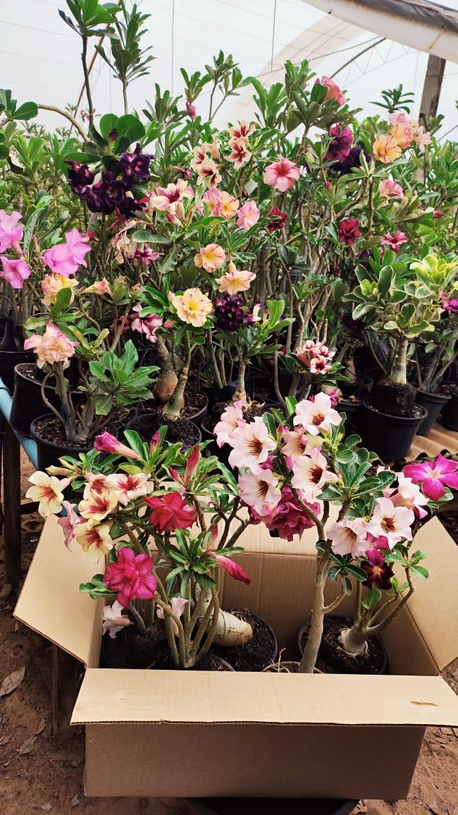 1 Rosa do Deserto Sortidas - Cores Especiais (Loteria)