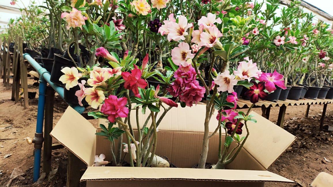 1 Rosa do Deserto Sortidas - Cores Especiais (Loteria)