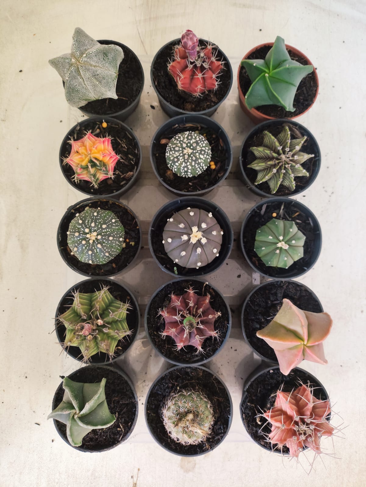 Mix de 15 Cactos (Pote 06)