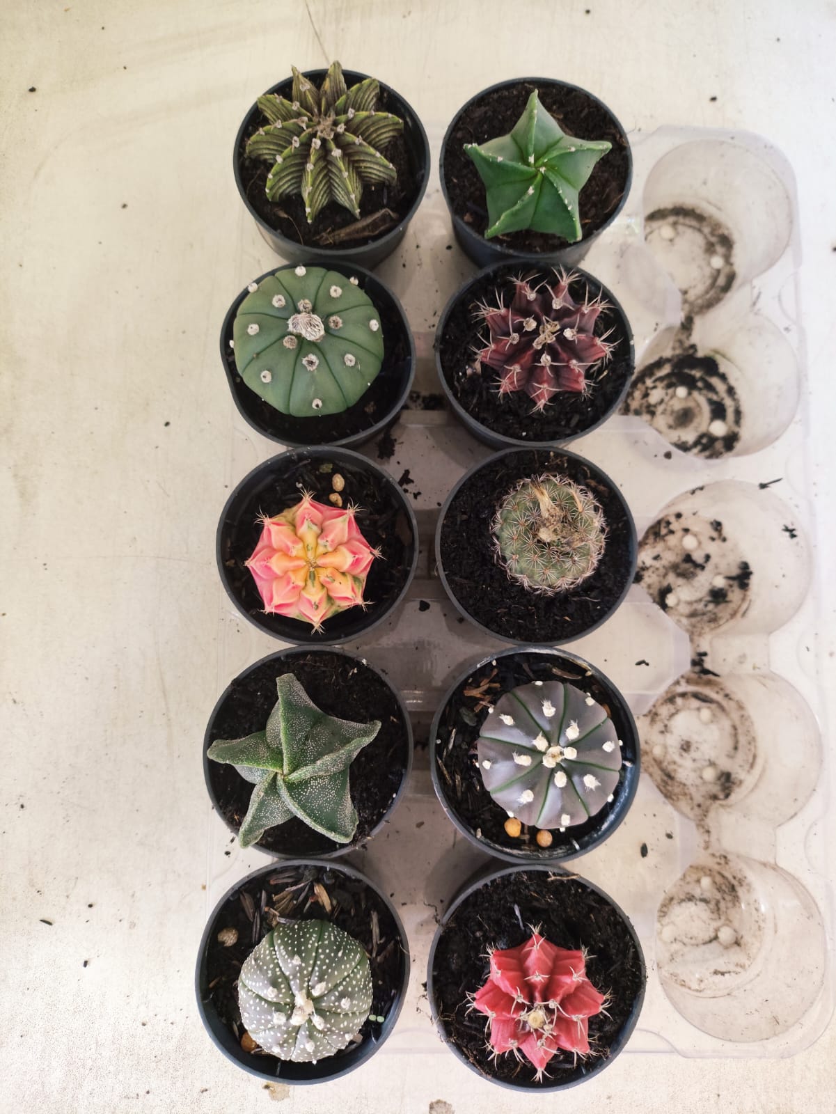 Mix de 10 Cactos (Pote 06)
