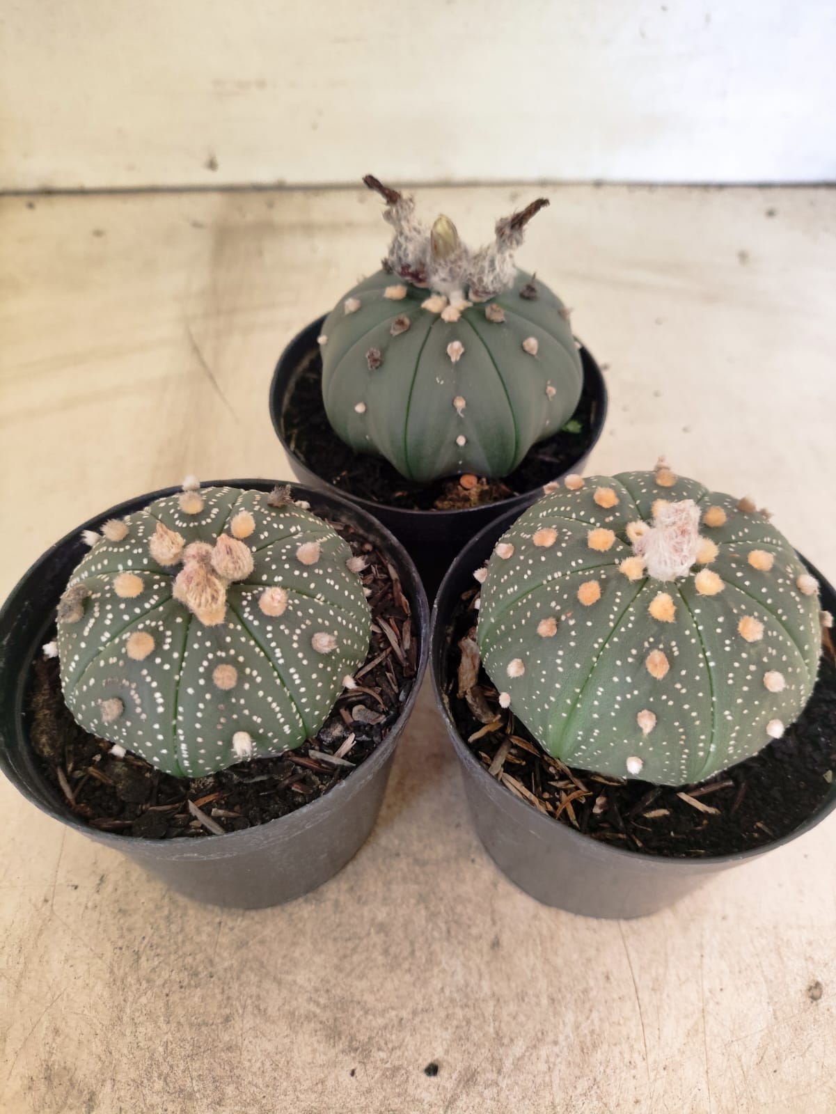 Kit 3 Astrophytum Asterias - O Cacto Estrela (Coleção Especial)