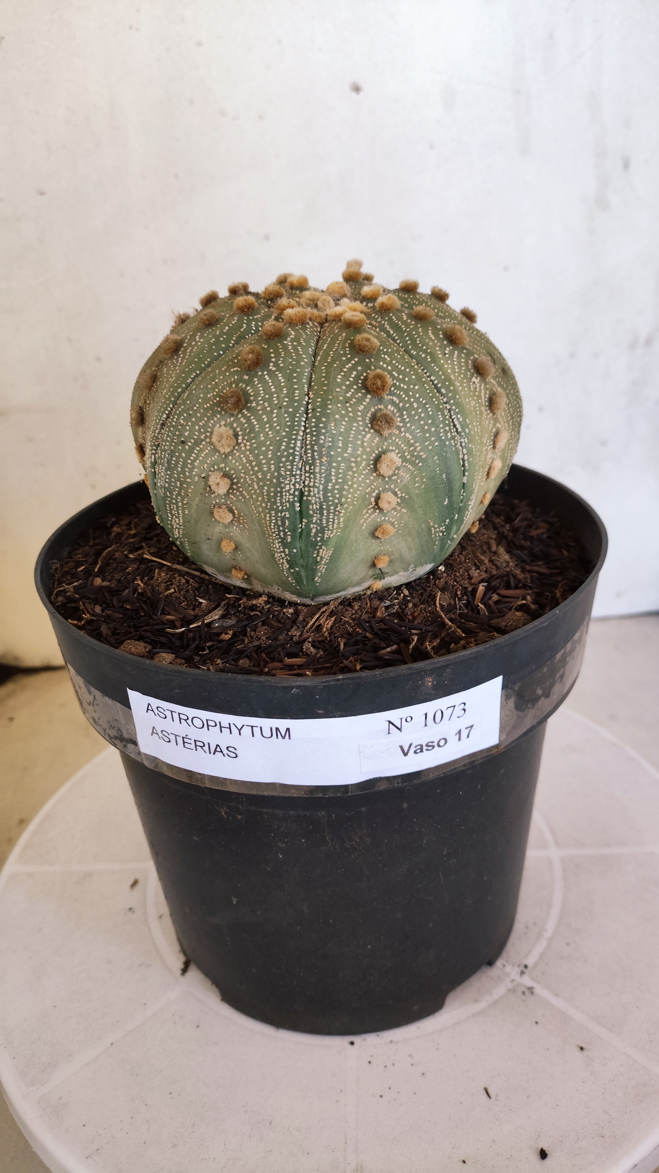 ASTROPHYTUM ASTERIAS  Nº 1073 – vaso 17