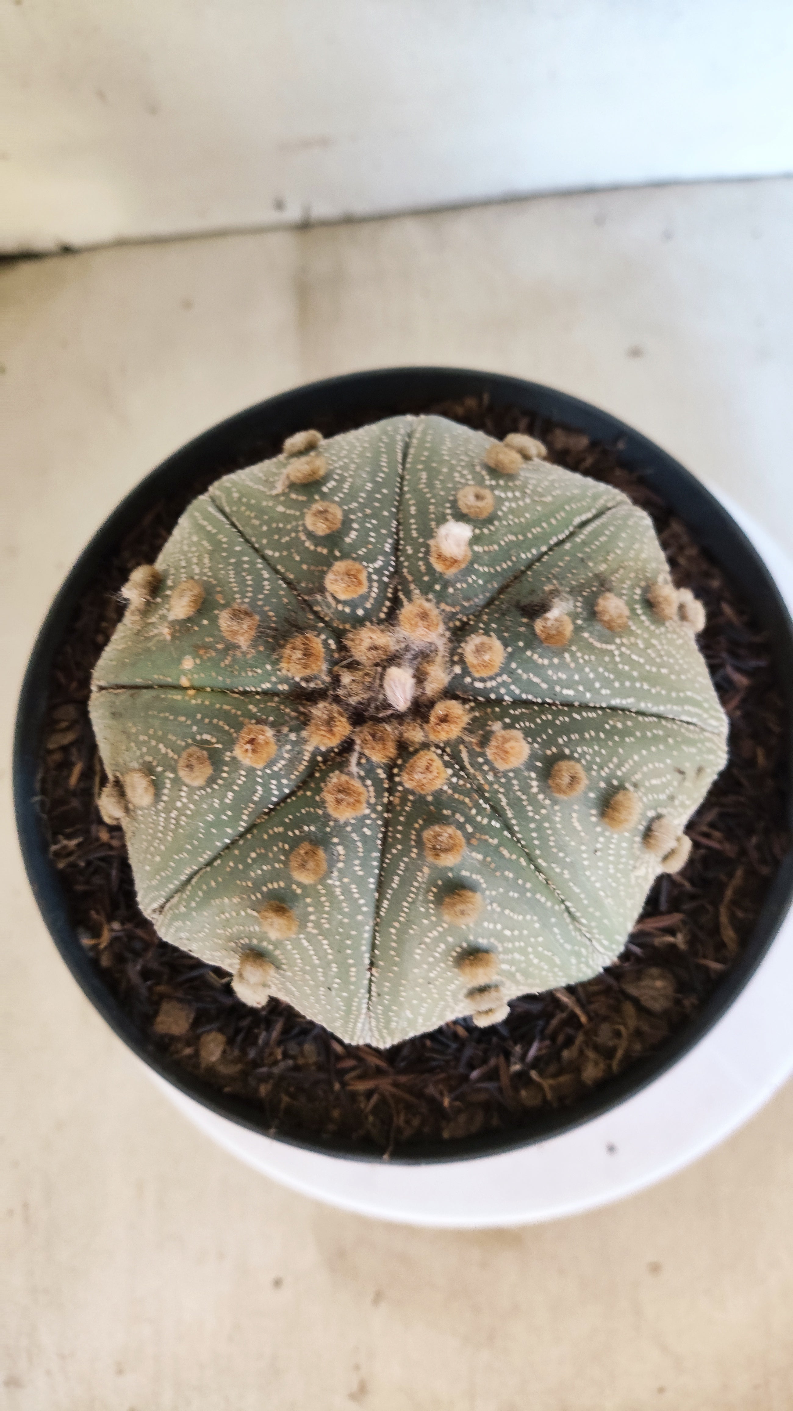 ASTROPHYTUM ASTERIAS  Nº 1073 – vaso 17