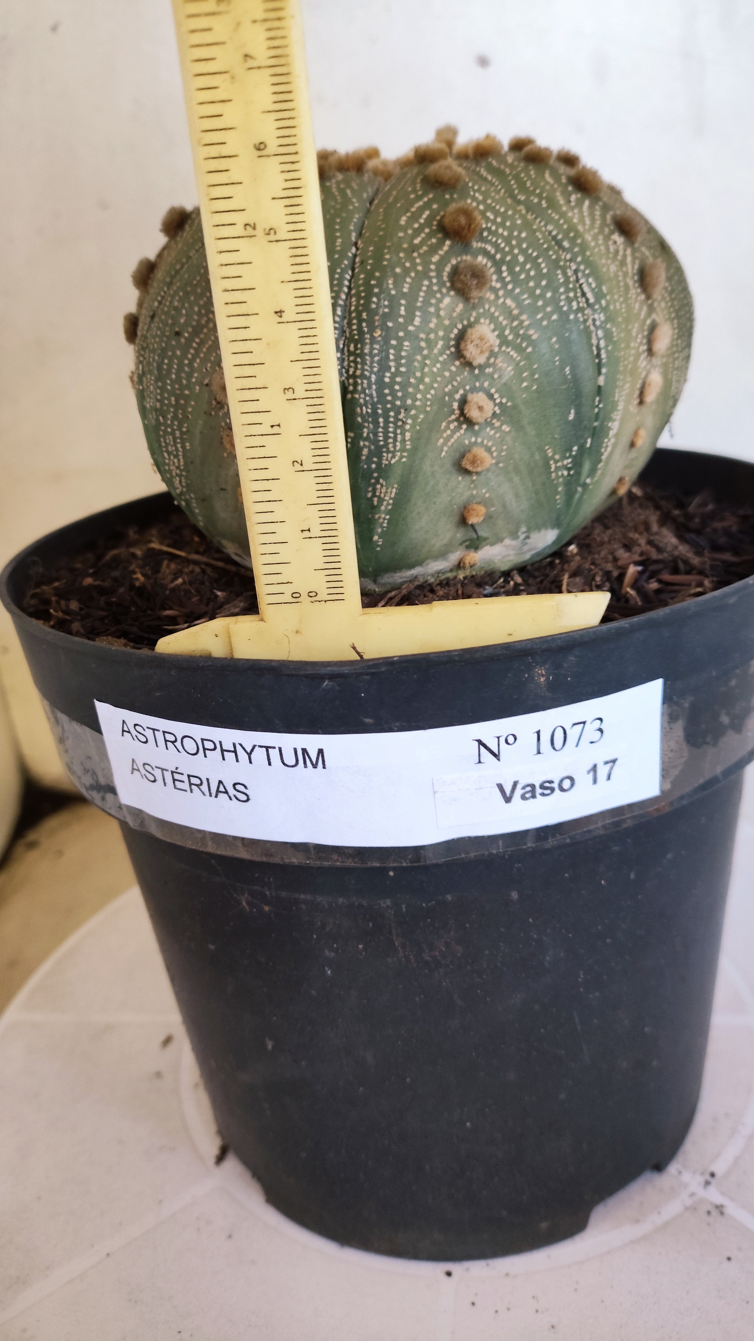 ASTROPHYTUM ASTERIAS  Nº 1073 – vaso 17