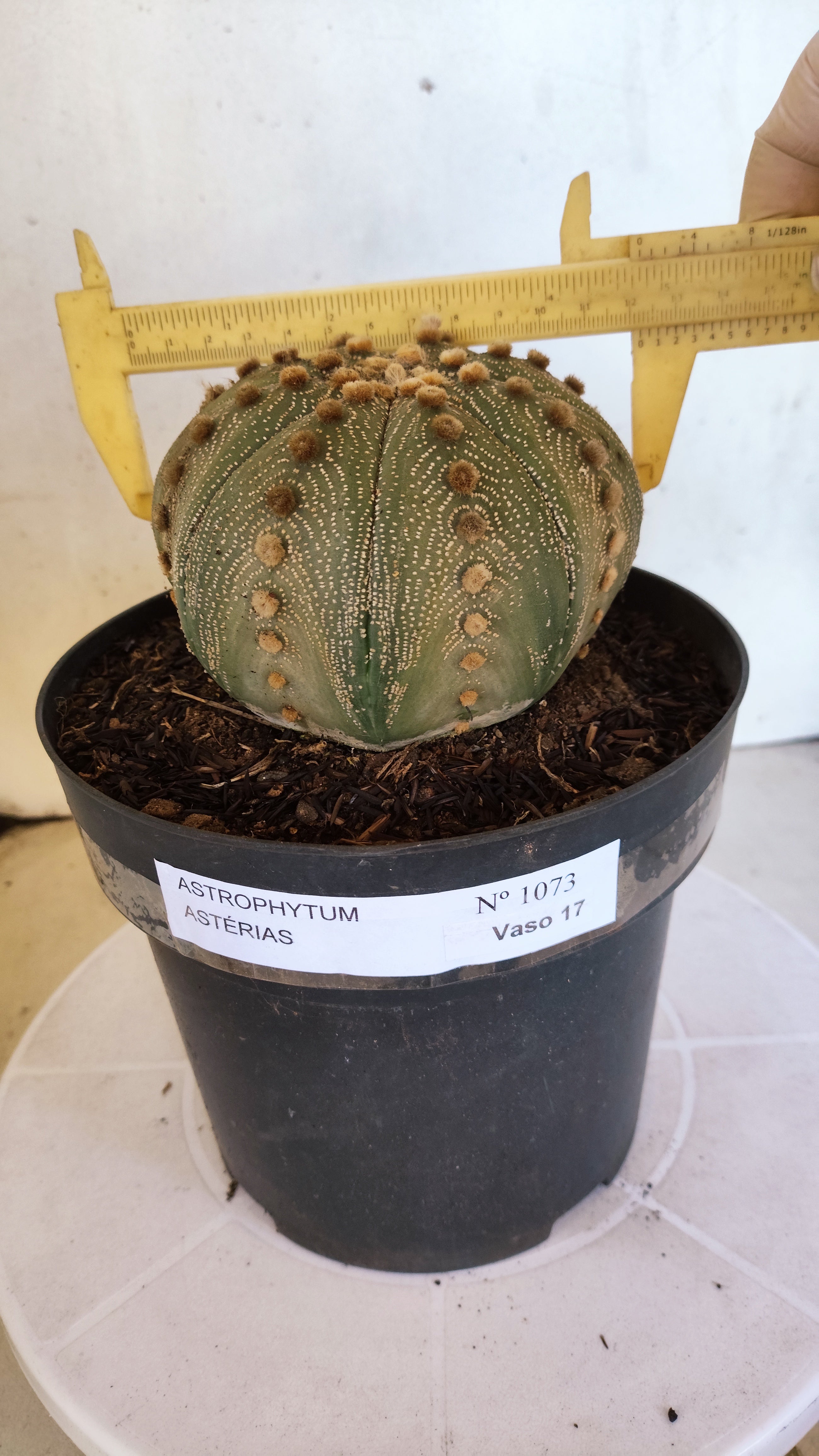 ASTROPHYTUM ASTERIAS  Nº 1073 – vaso 17