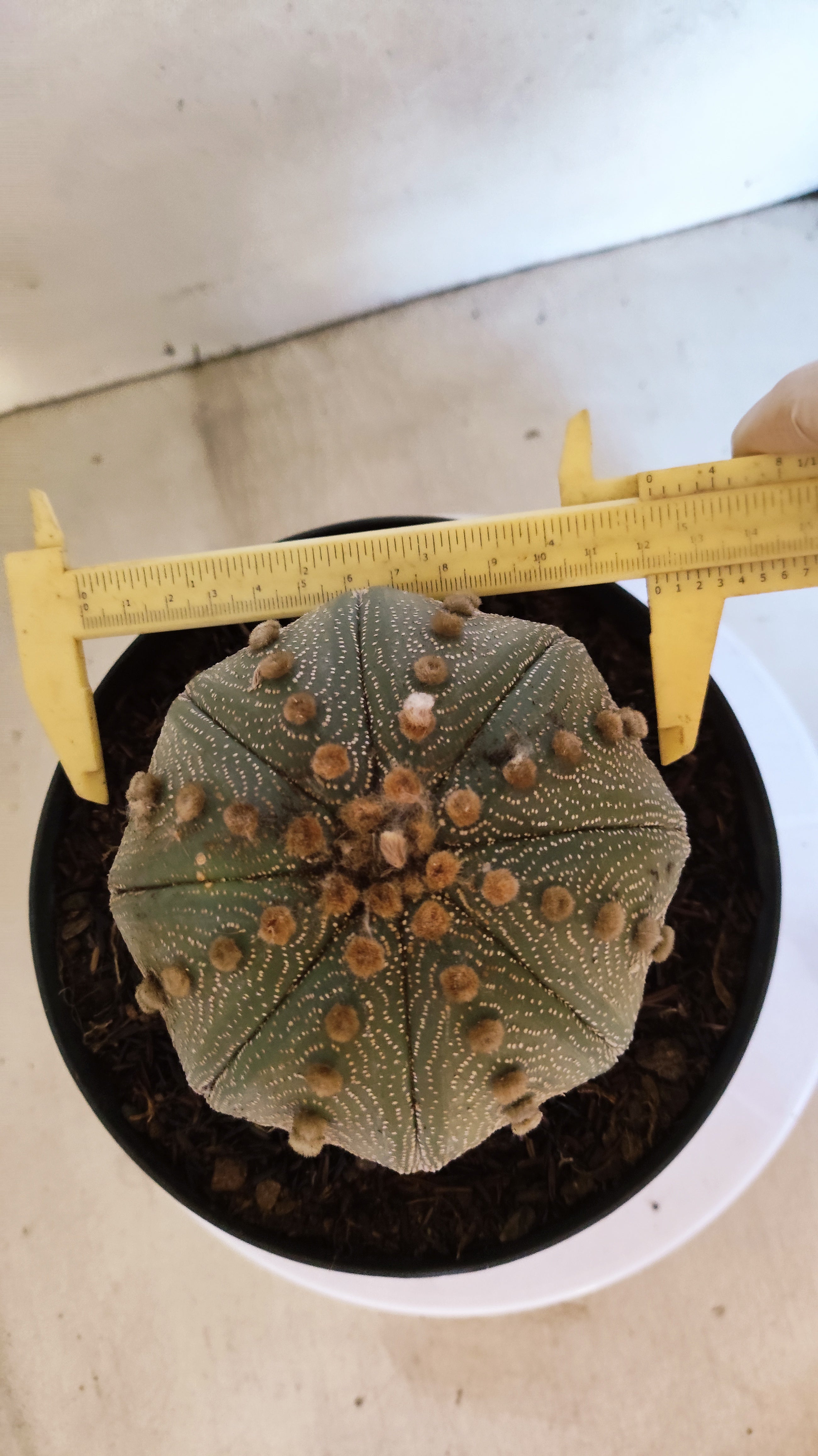 ASTROPHYTUM ASTERIAS  Nº 1073 – vaso 17