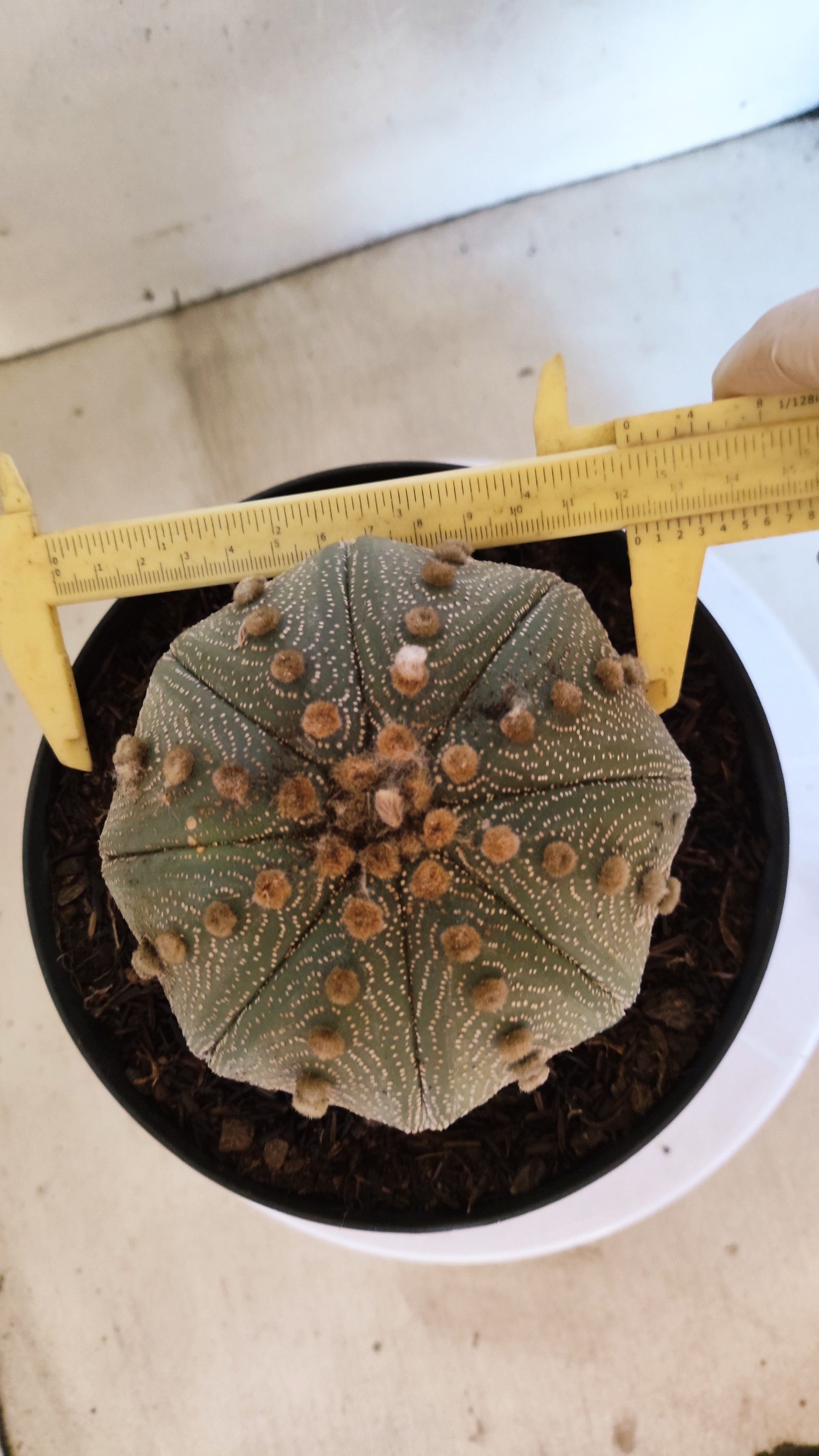 ASTROPHYTUM ASTERIAS  Nº 1073 – vaso 17