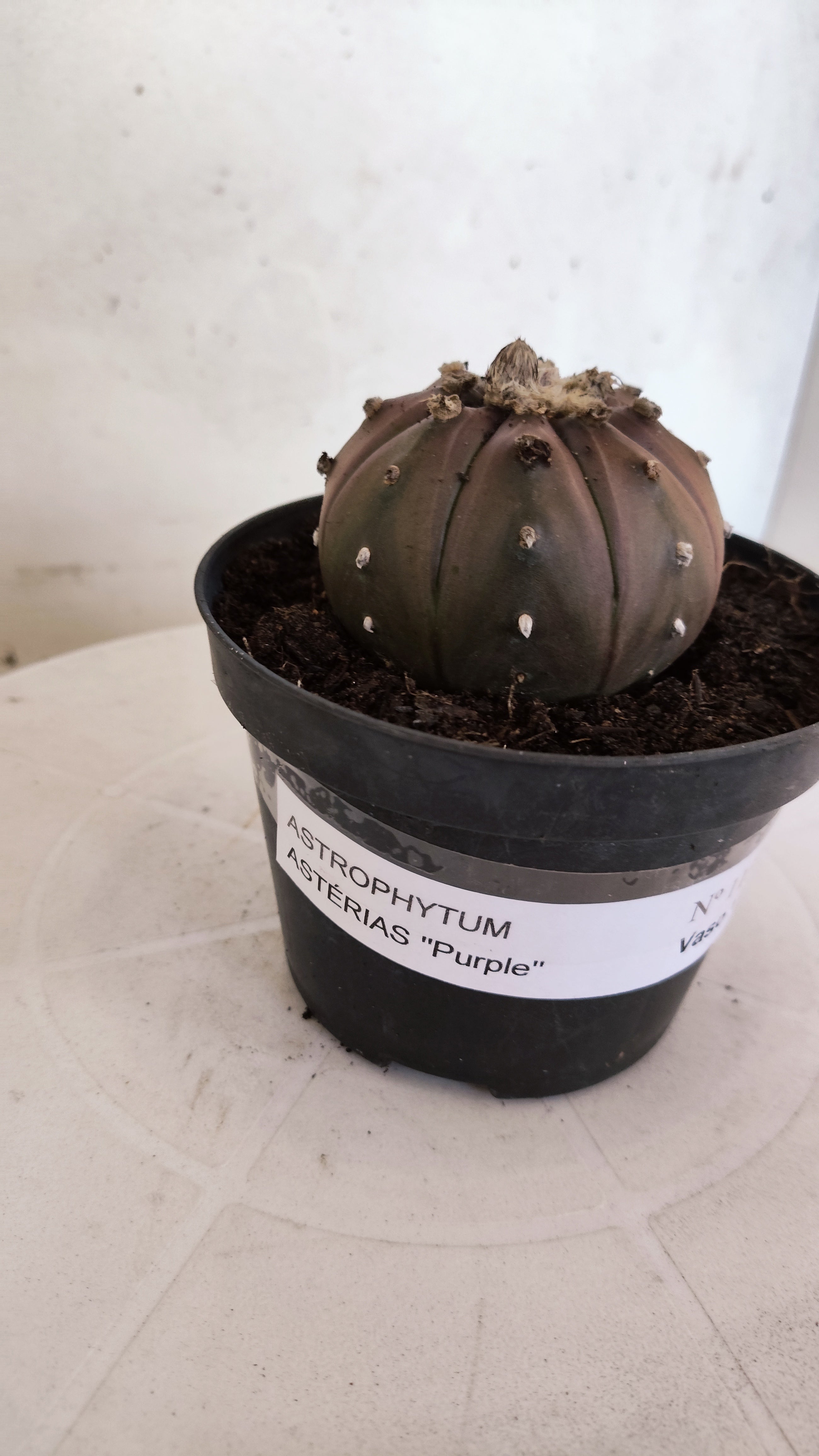 ASTROPHYTUM ASTERIAS “Purple”  Nº 1133 – vaso 11