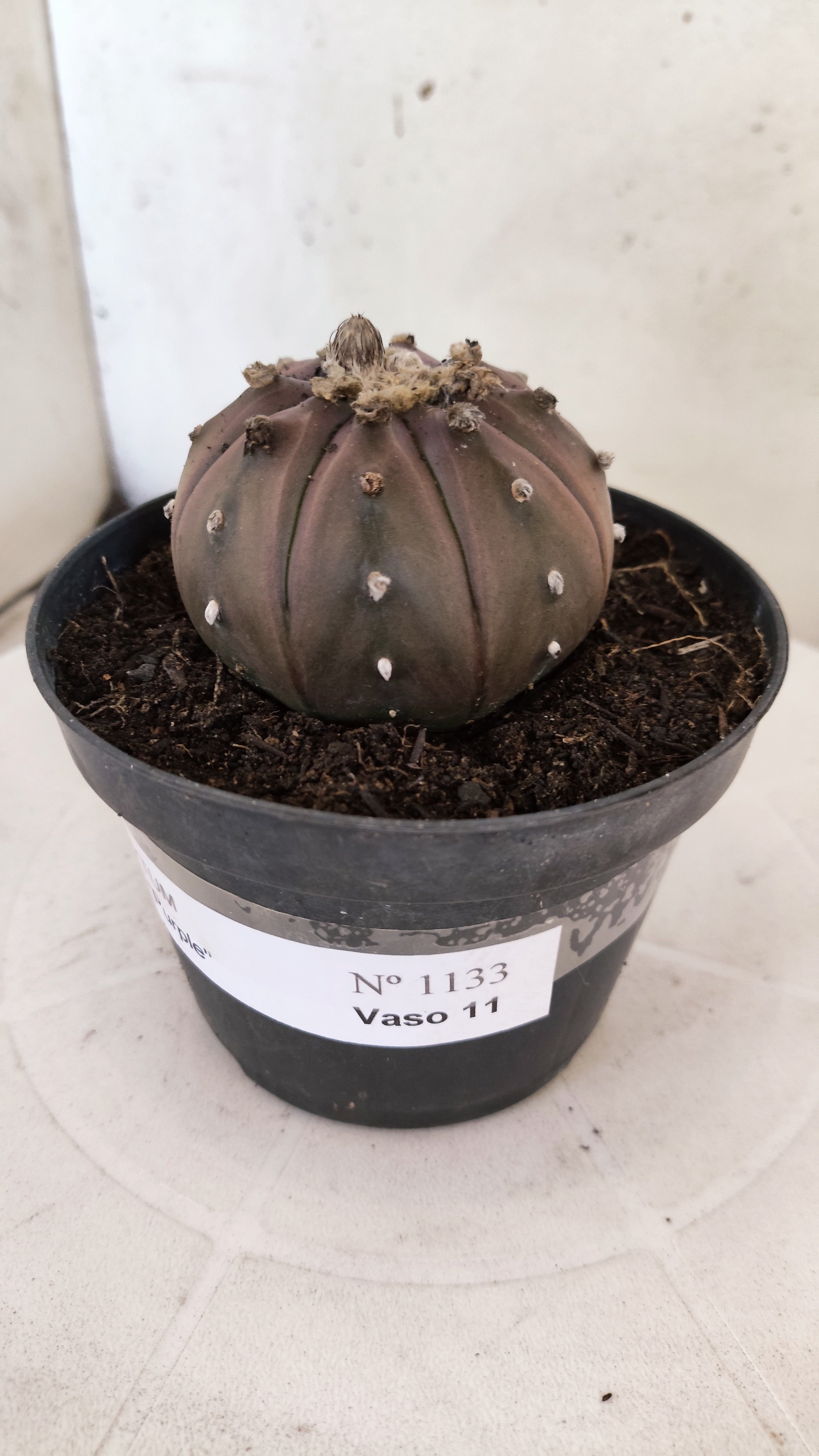 ASTROPHYTUM ASTERIAS “Purple”  Nº 1133 – vaso 11