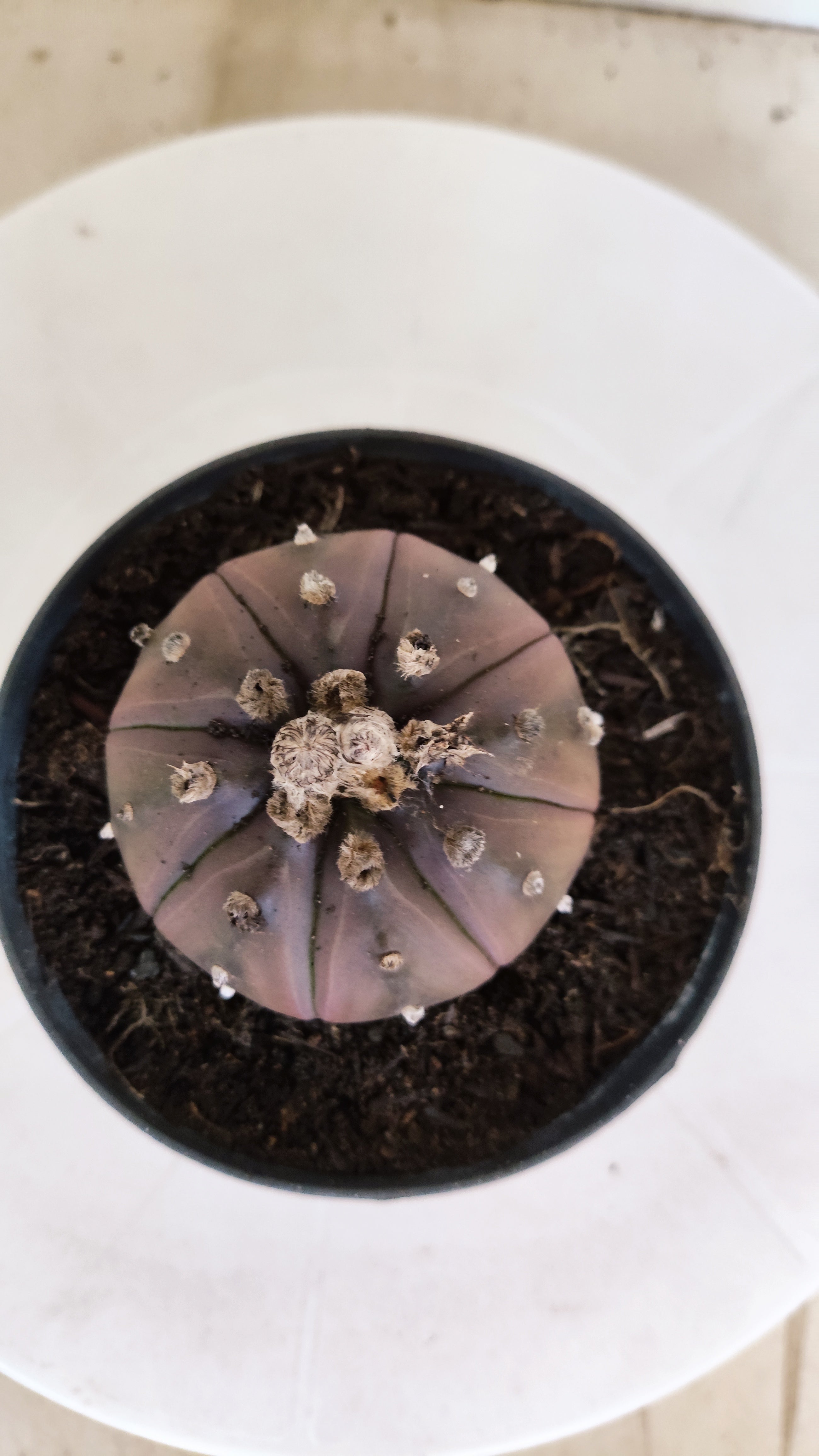 ASTROPHYTUM ASTERIAS “Purple”  Nº 1133 – vaso 11