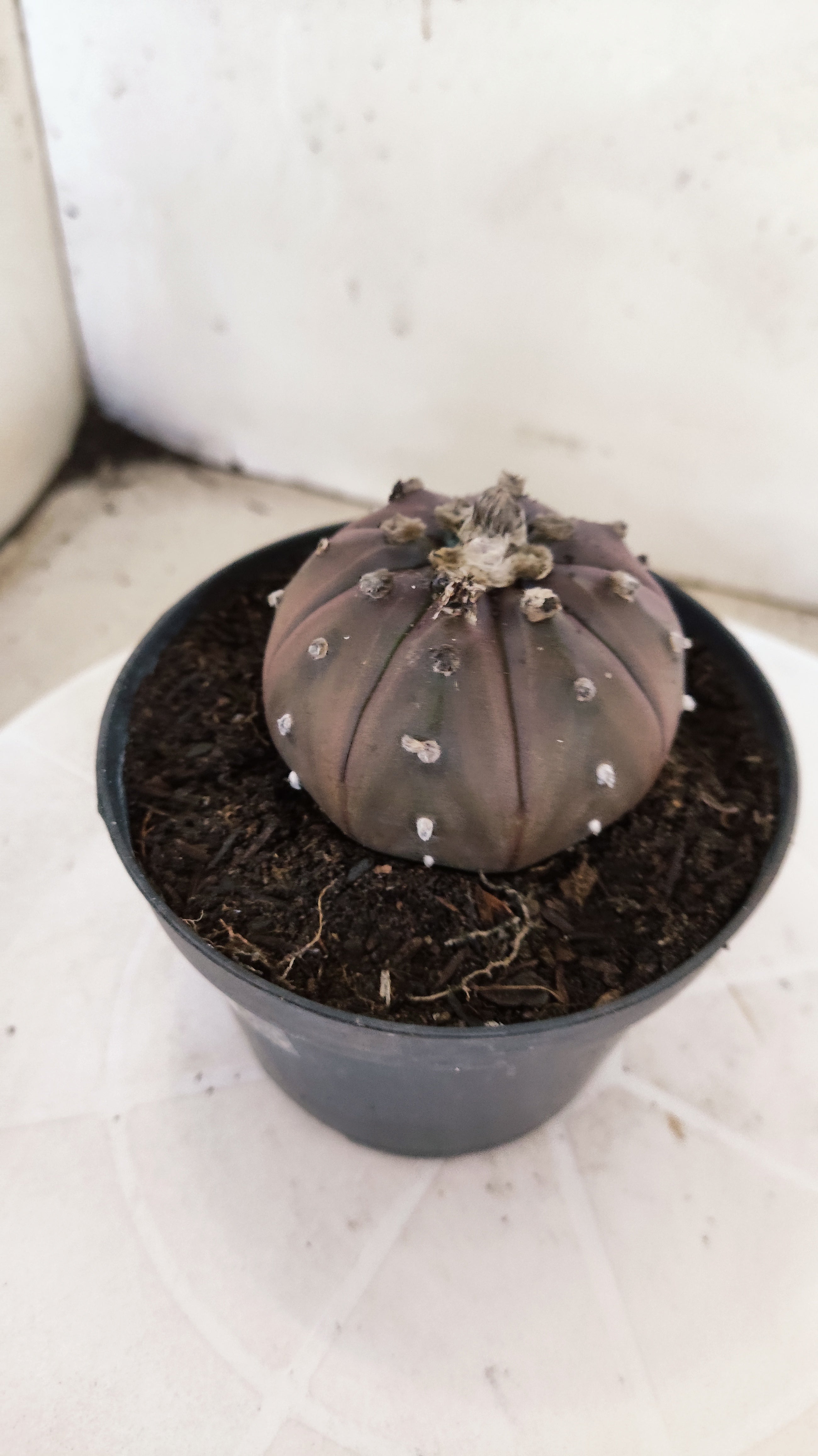 ASTROPHYTUM ASTERIAS “Purple”  Nº 1133 – vaso 11
