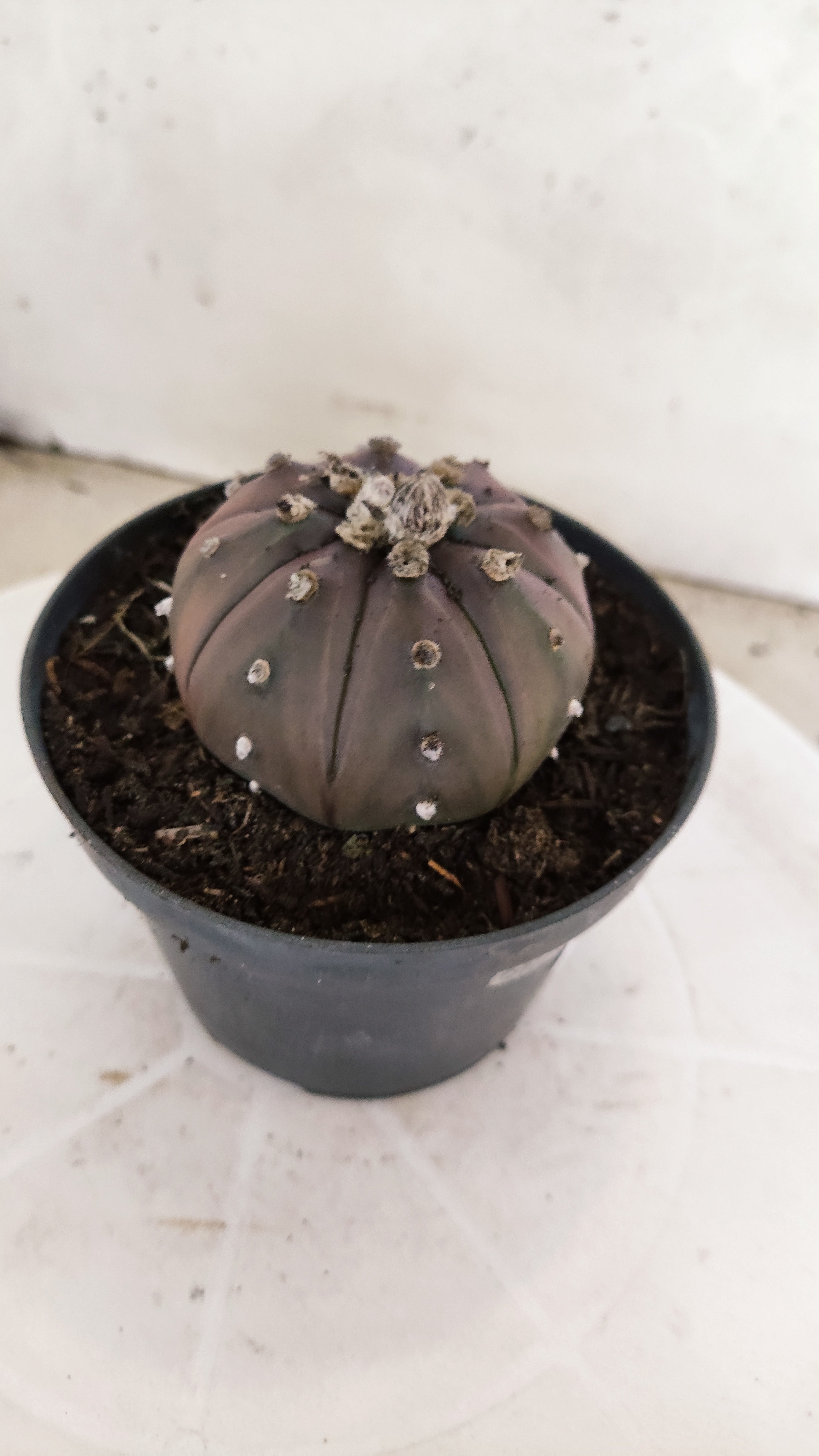 ASTROPHYTUM ASTERIAS “Purple”  Nº 1133 – vaso 11