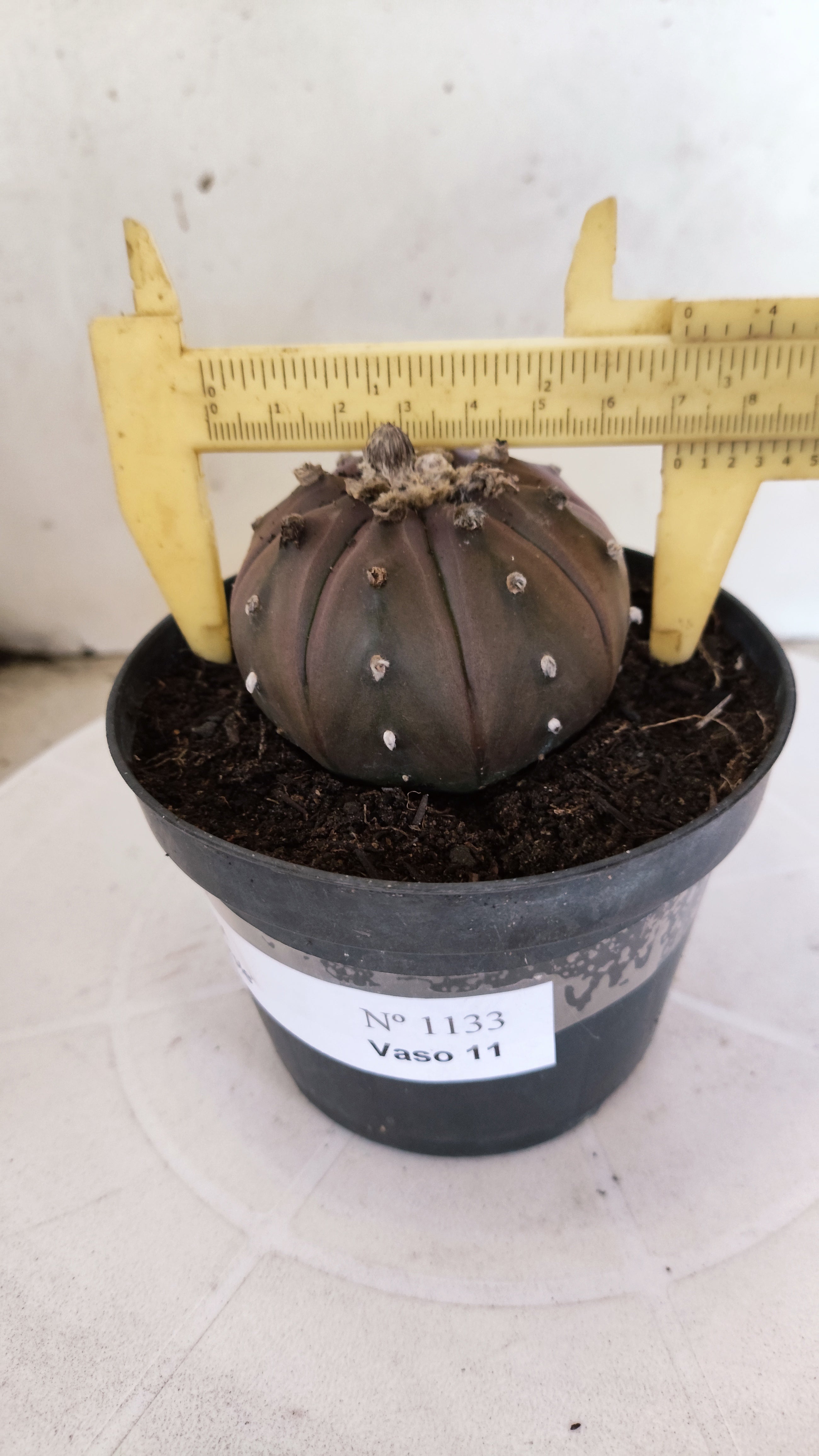 ASTROPHYTUM ASTERIAS “Purple”  Nº 1133 – vaso 11