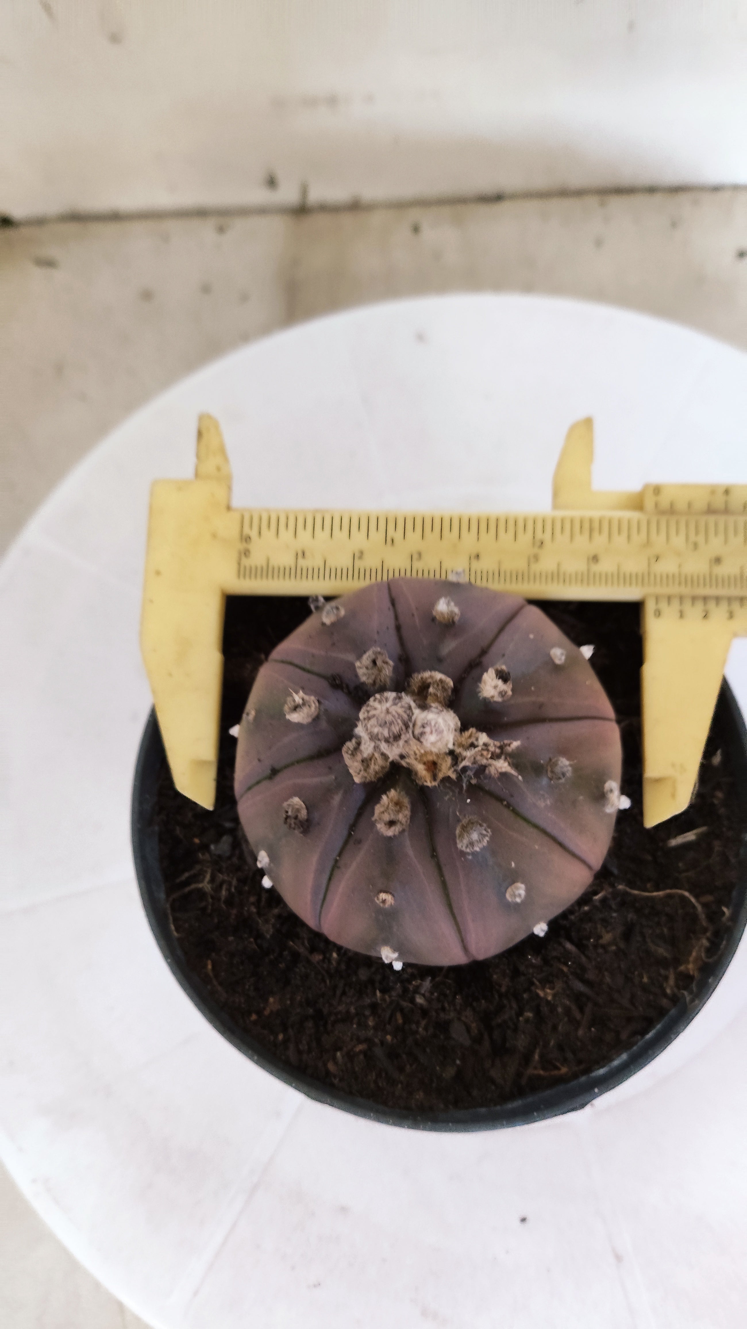 ASTROPHYTUM ASTERIAS “Purple”  Nº 1133 – vaso 11