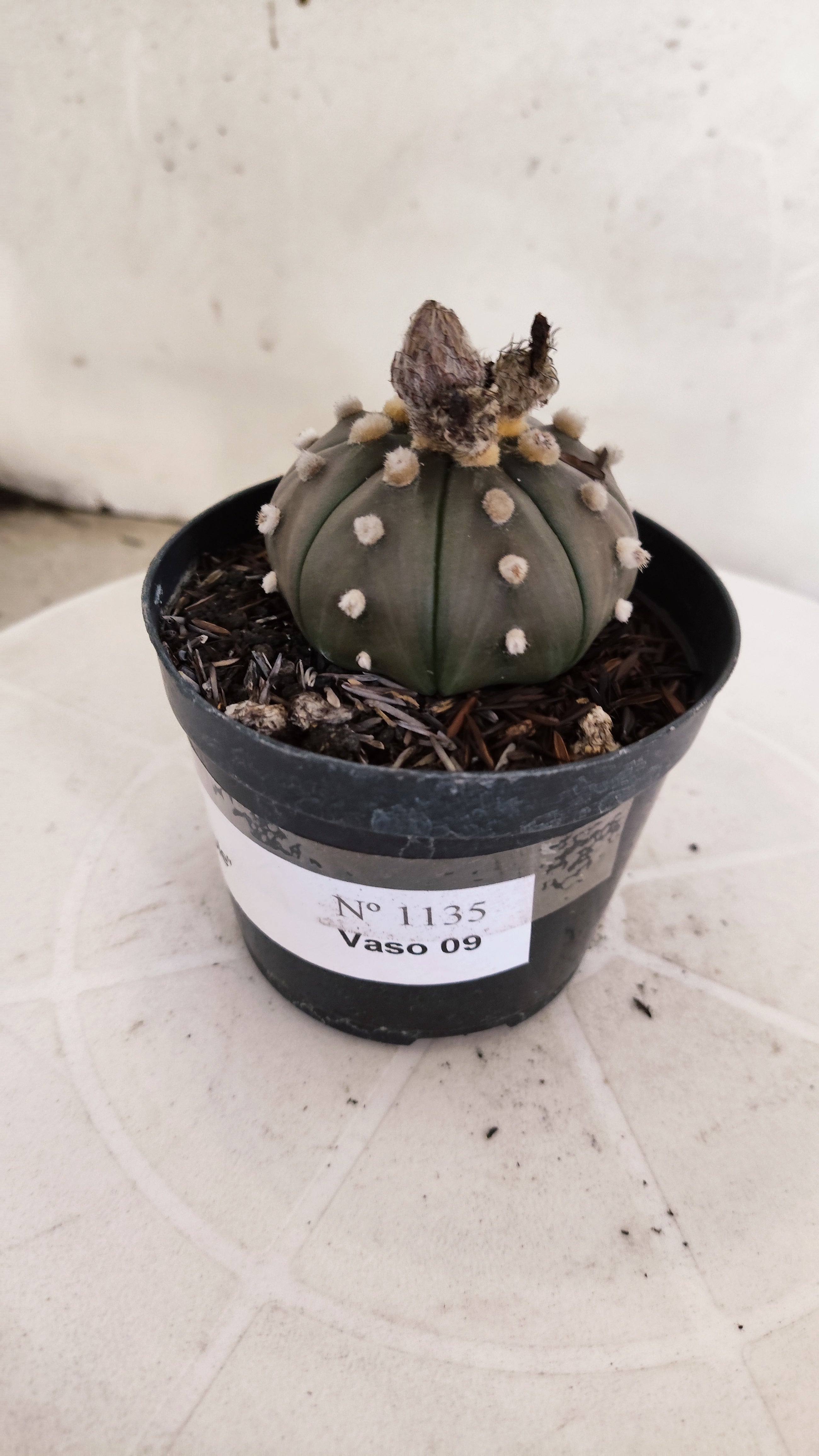 ASTROPHYTUM ASTERIAS “Purple”  Nº 1135 – vaso 09