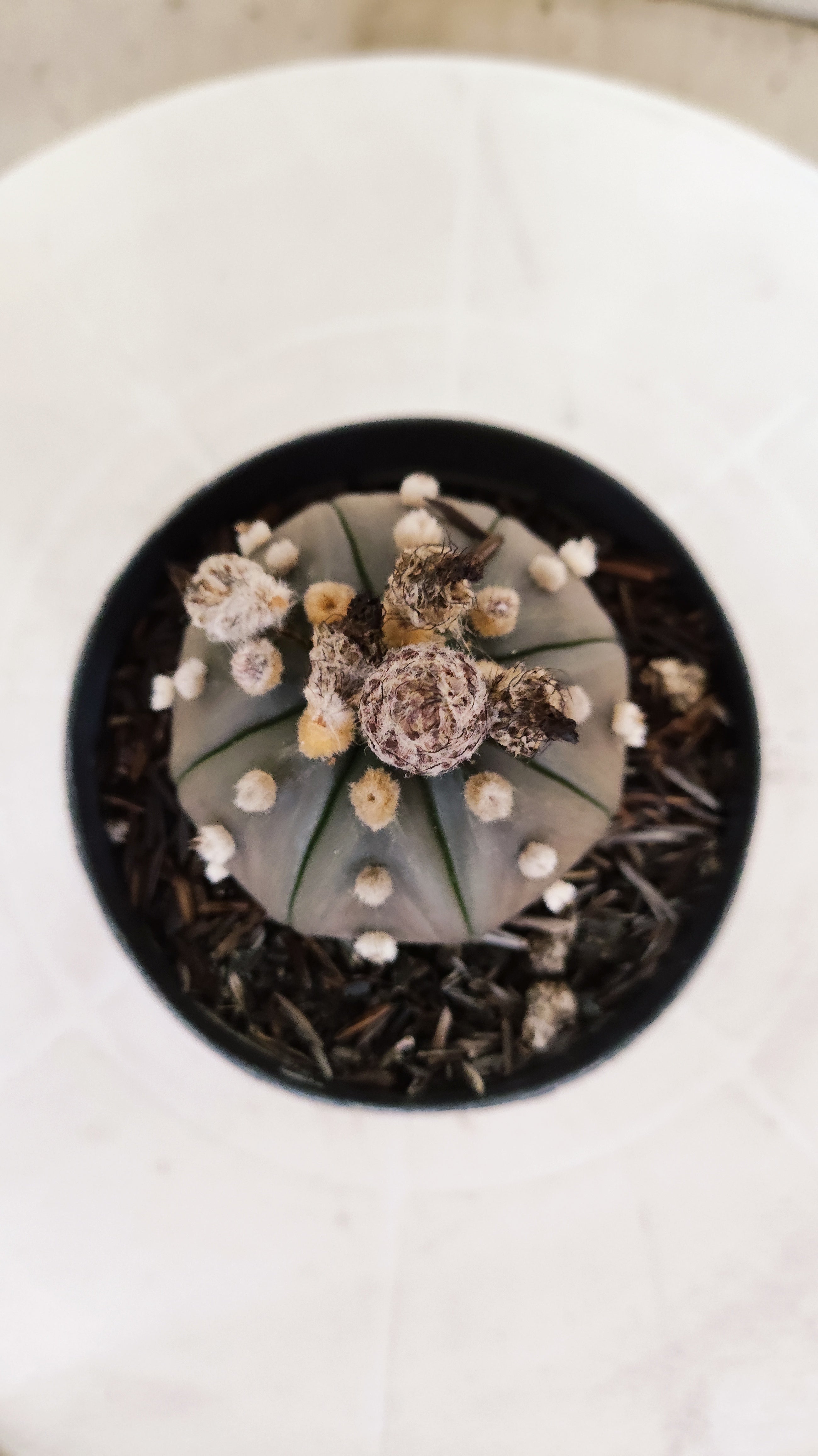 ASTROPHYTUM ASTERIAS “Purple”  Nº 1135 – vaso 09