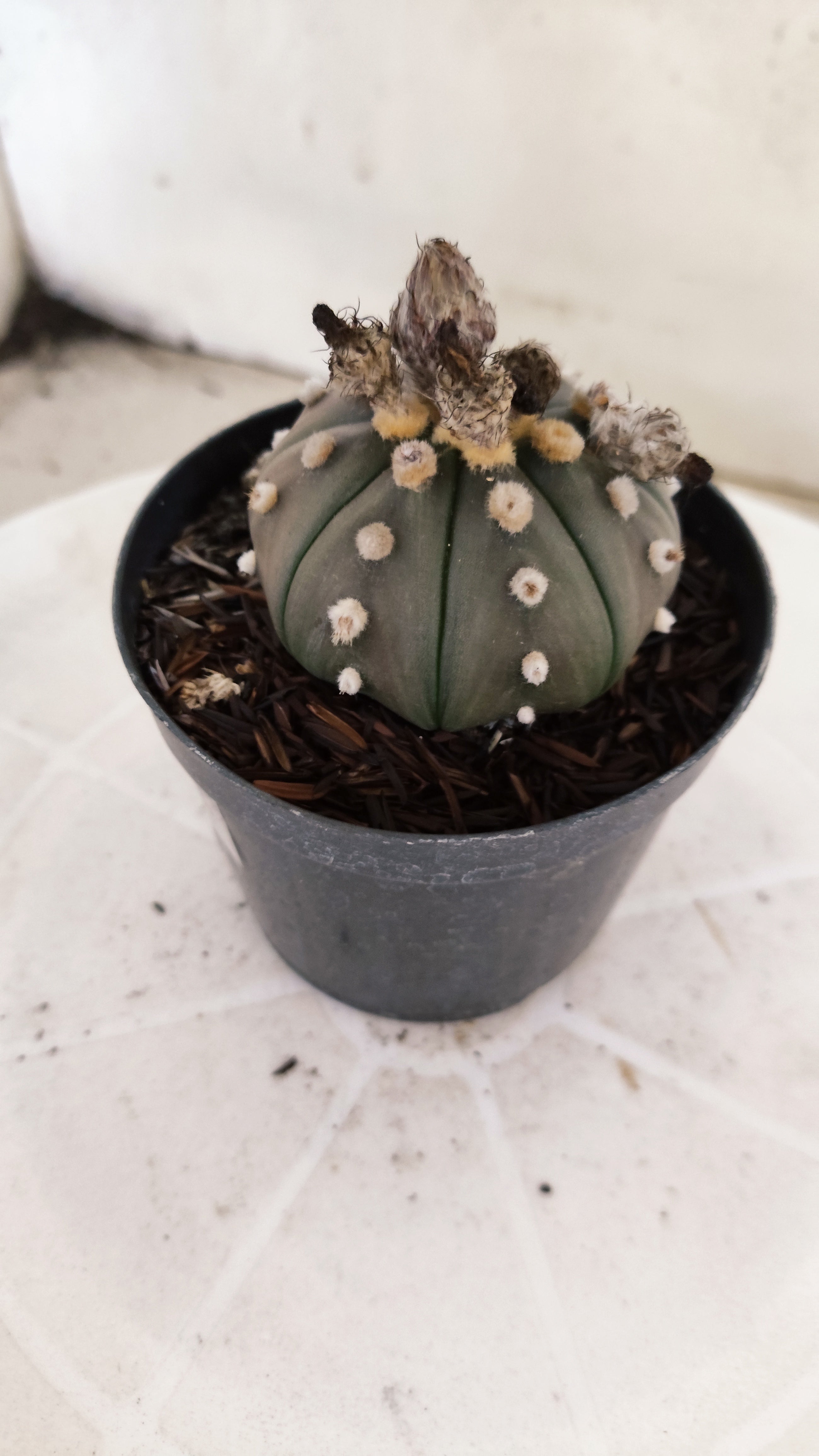 ASTROPHYTUM ASTERIAS “Purple”  Nº 1135 – vaso 09