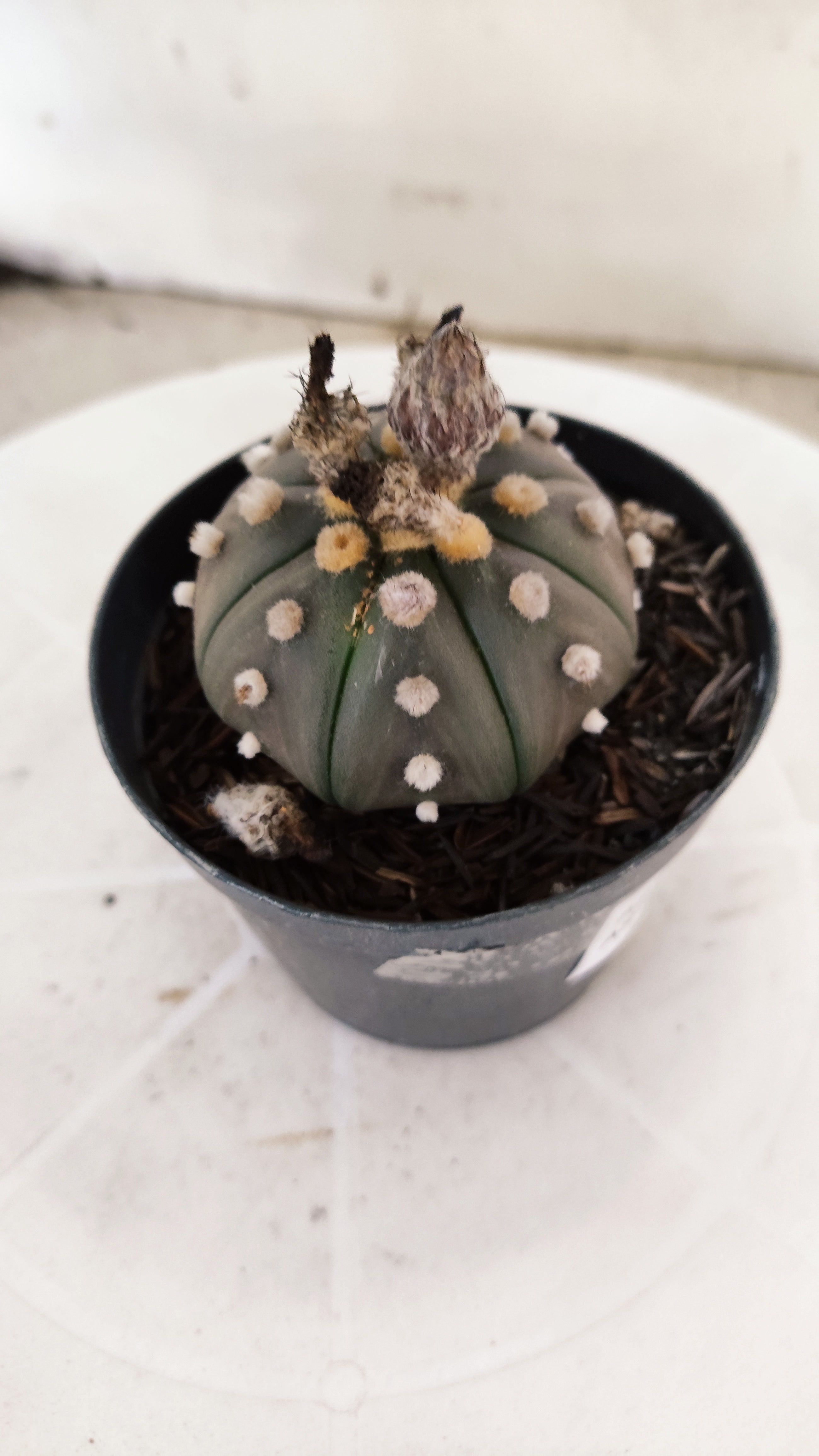 ASTROPHYTUM ASTERIAS “Purple”  Nº 1135 – vaso 09