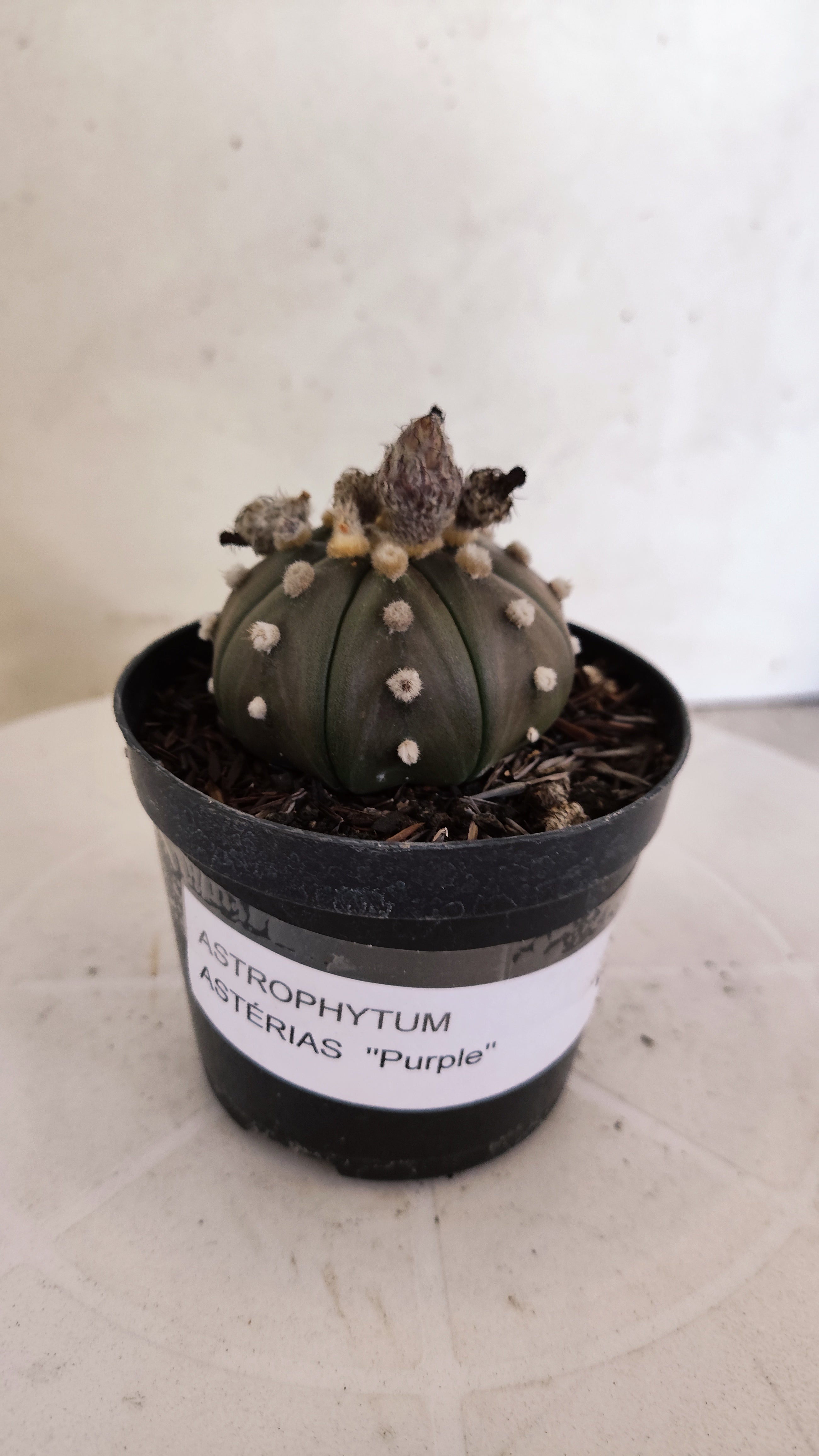 ASTROPHYTUM ASTERIAS “Purple”  Nº 1135 – vaso 09