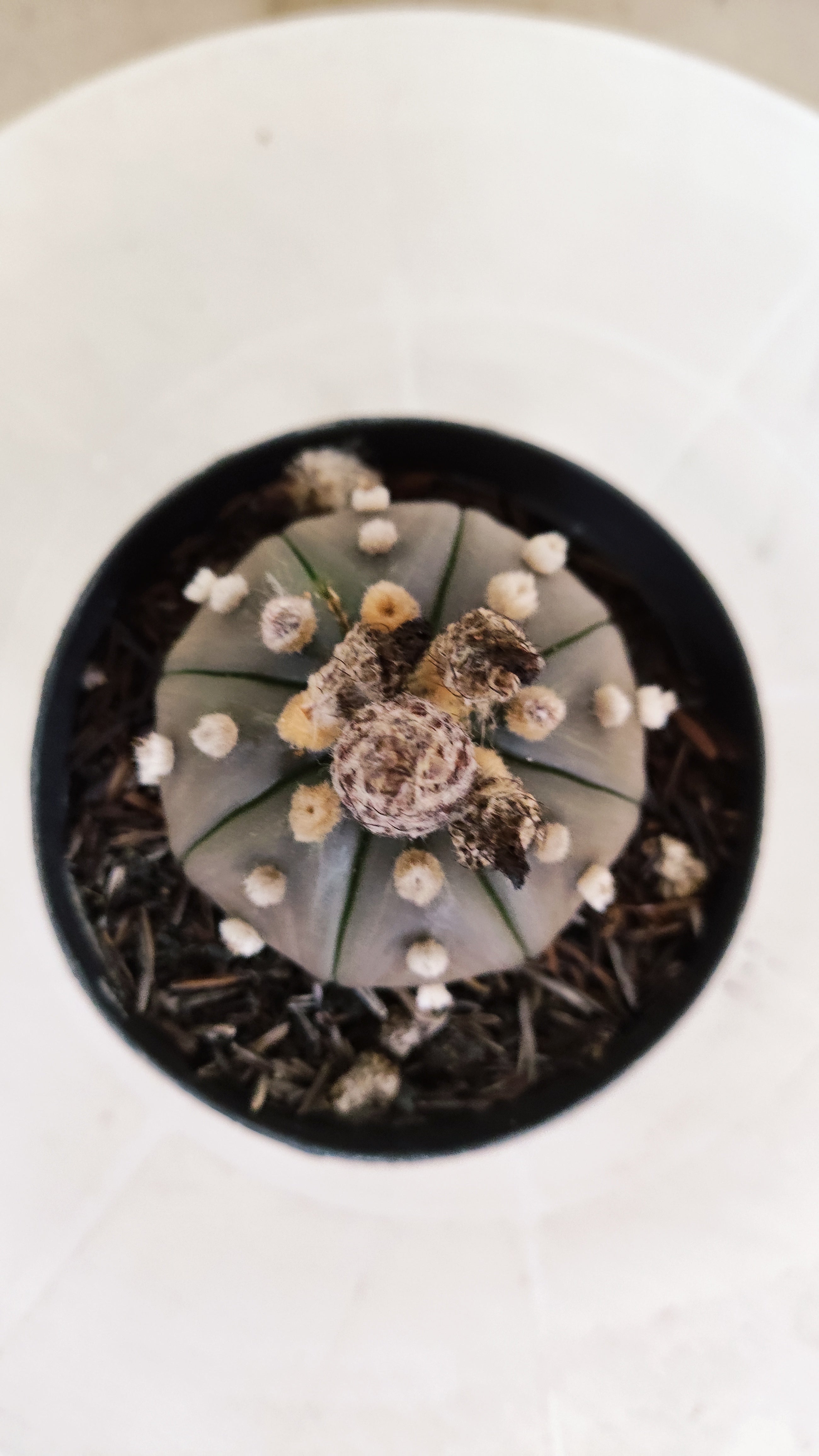 ASTROPHYTUM ASTERIAS “Purple”  Nº 1135 – vaso 09