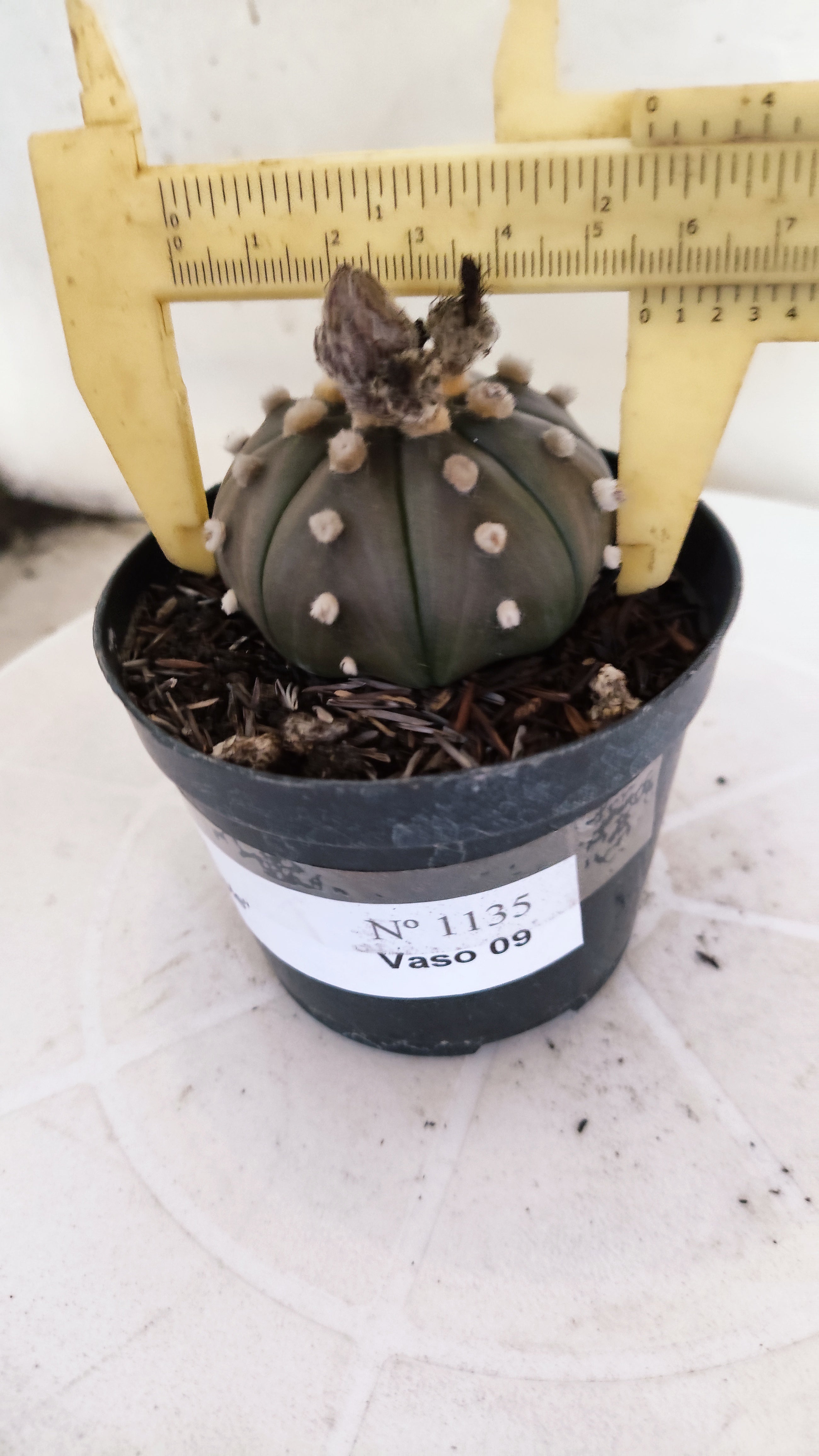 ASTROPHYTUM ASTERIAS “Purple”  Nº 1135 – vaso 09