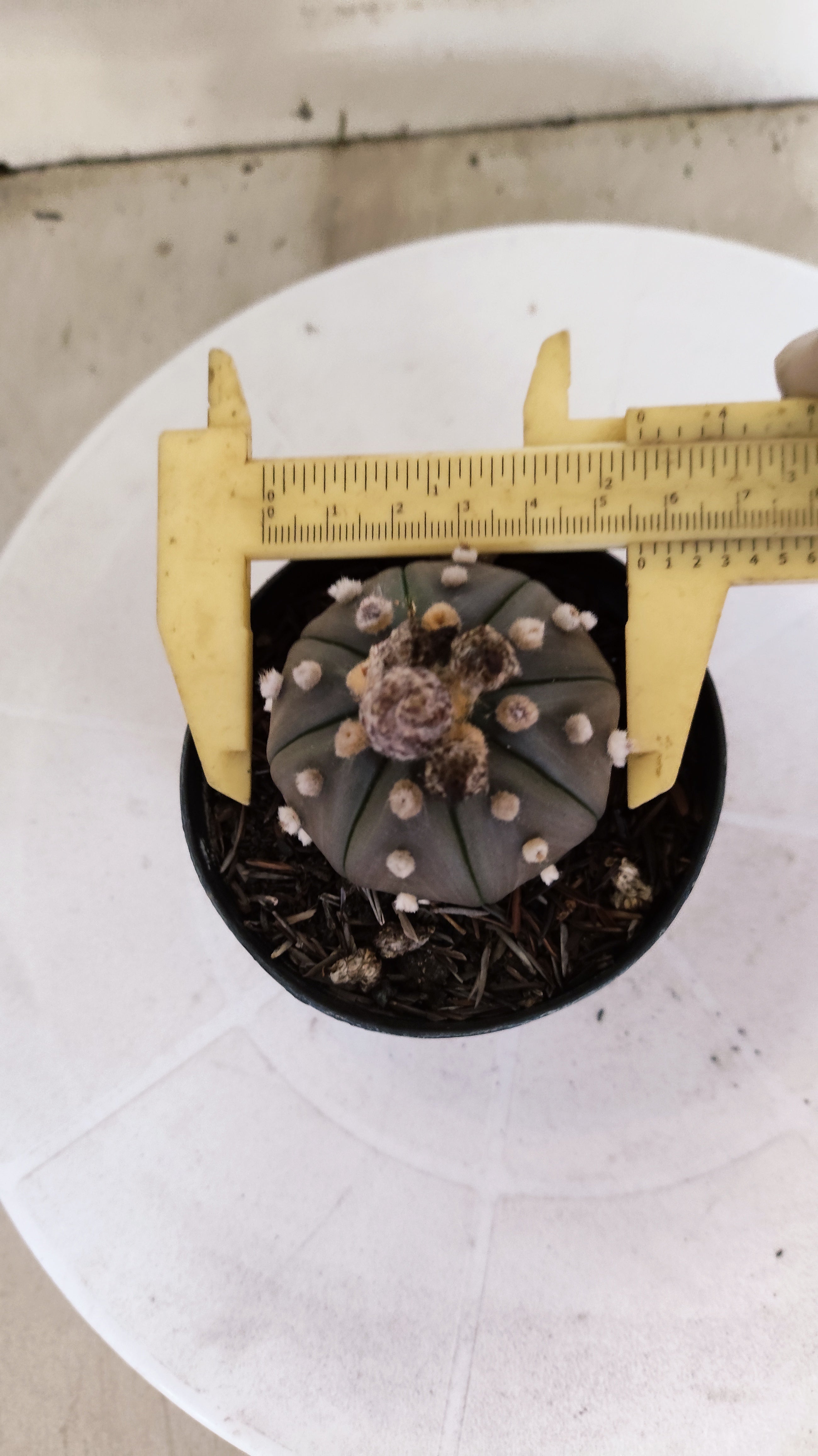 ASTROPHYTUM ASTERIAS “Purple”  Nº 1135 – vaso 09