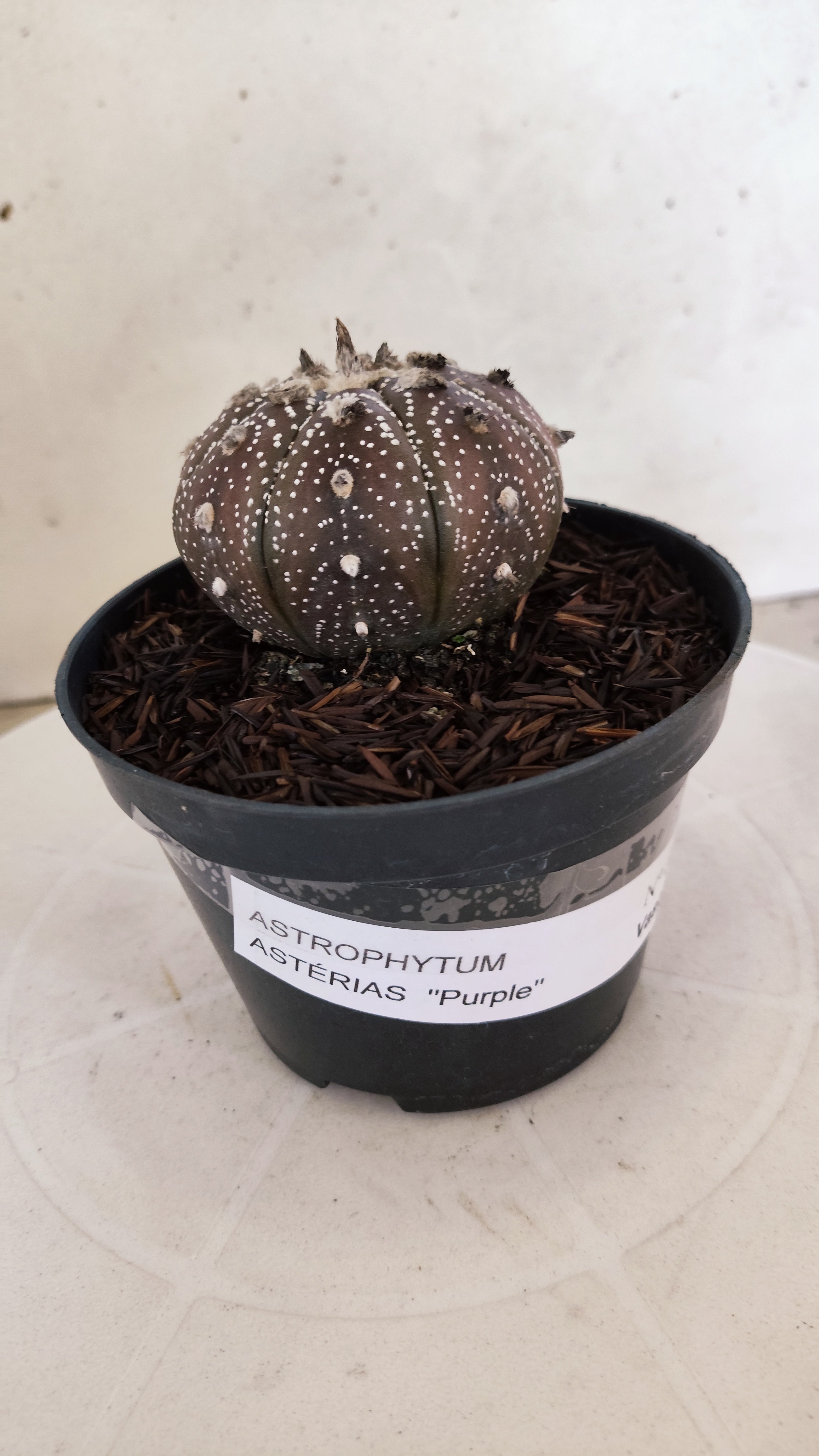 ASTROPHYTUM ASTERIAS “Purple”  Nº 1136 – vaso 11