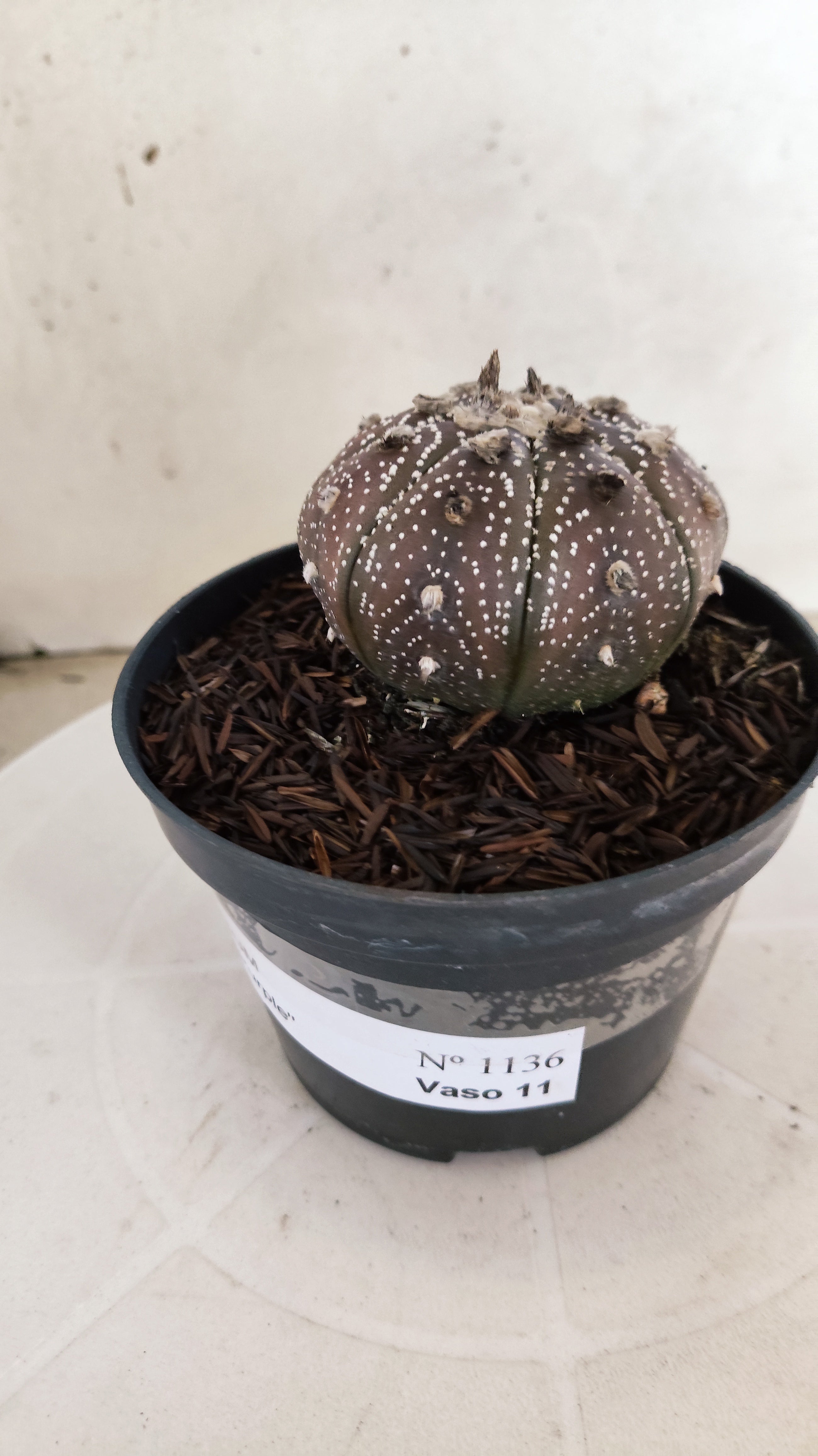 ASTROPHYTUM ASTERIAS “Purple”  Nº 1136 – vaso 11
