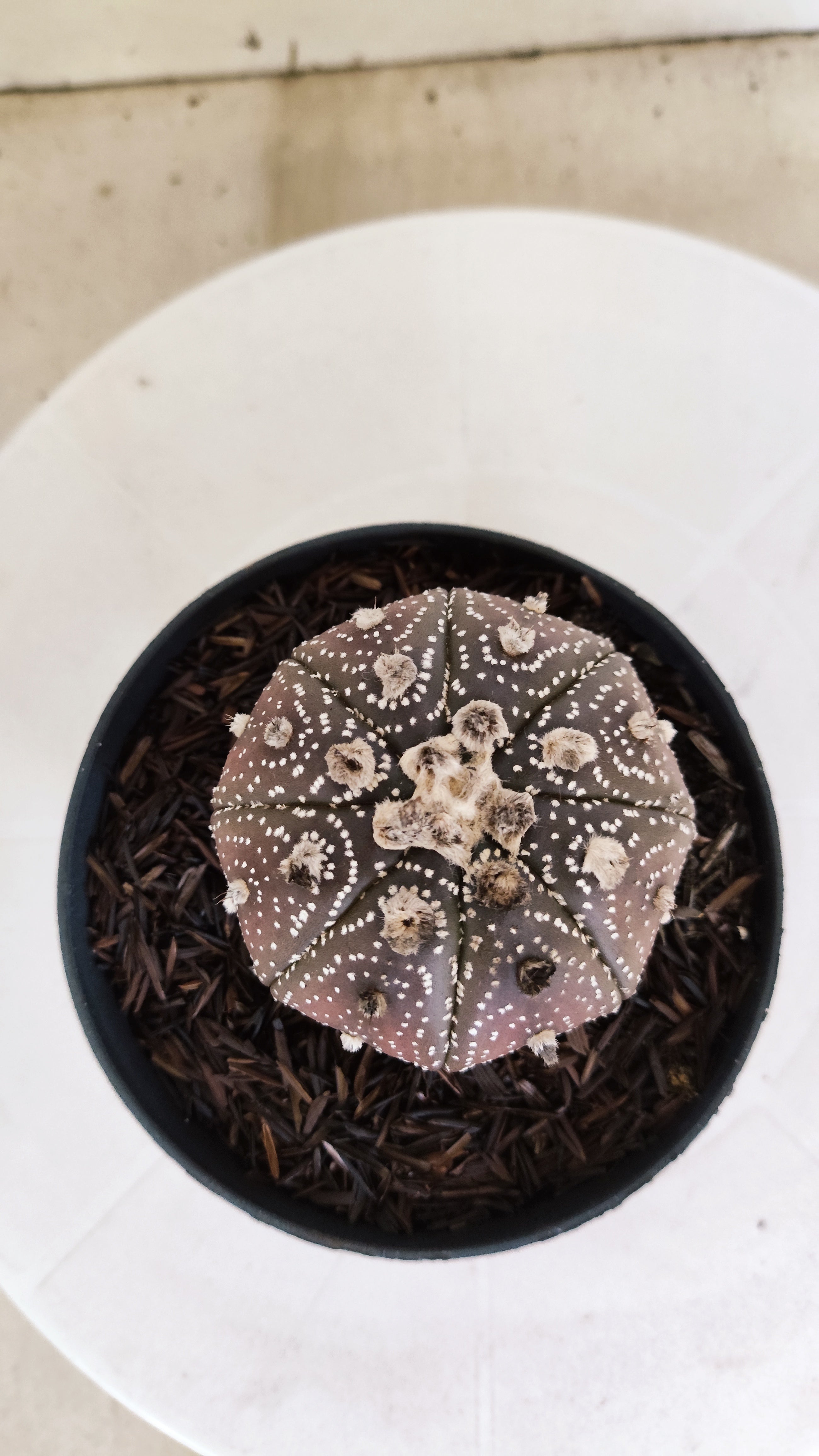 ASTROPHYTUM ASTERIAS “Purple”  Nº 1136 – vaso 11