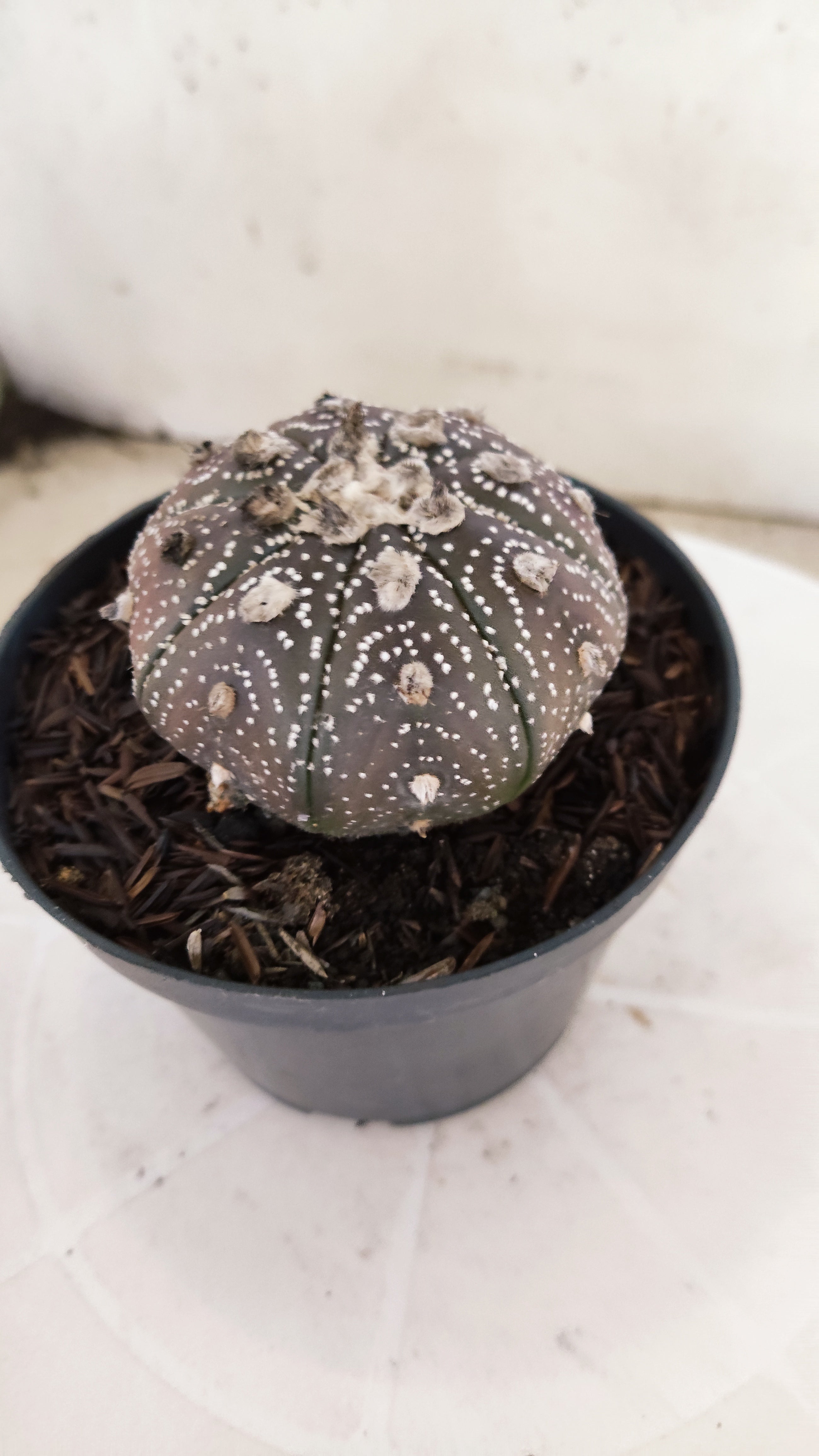 ASTROPHYTUM ASTERIAS “Purple”  Nº 1136 – vaso 11