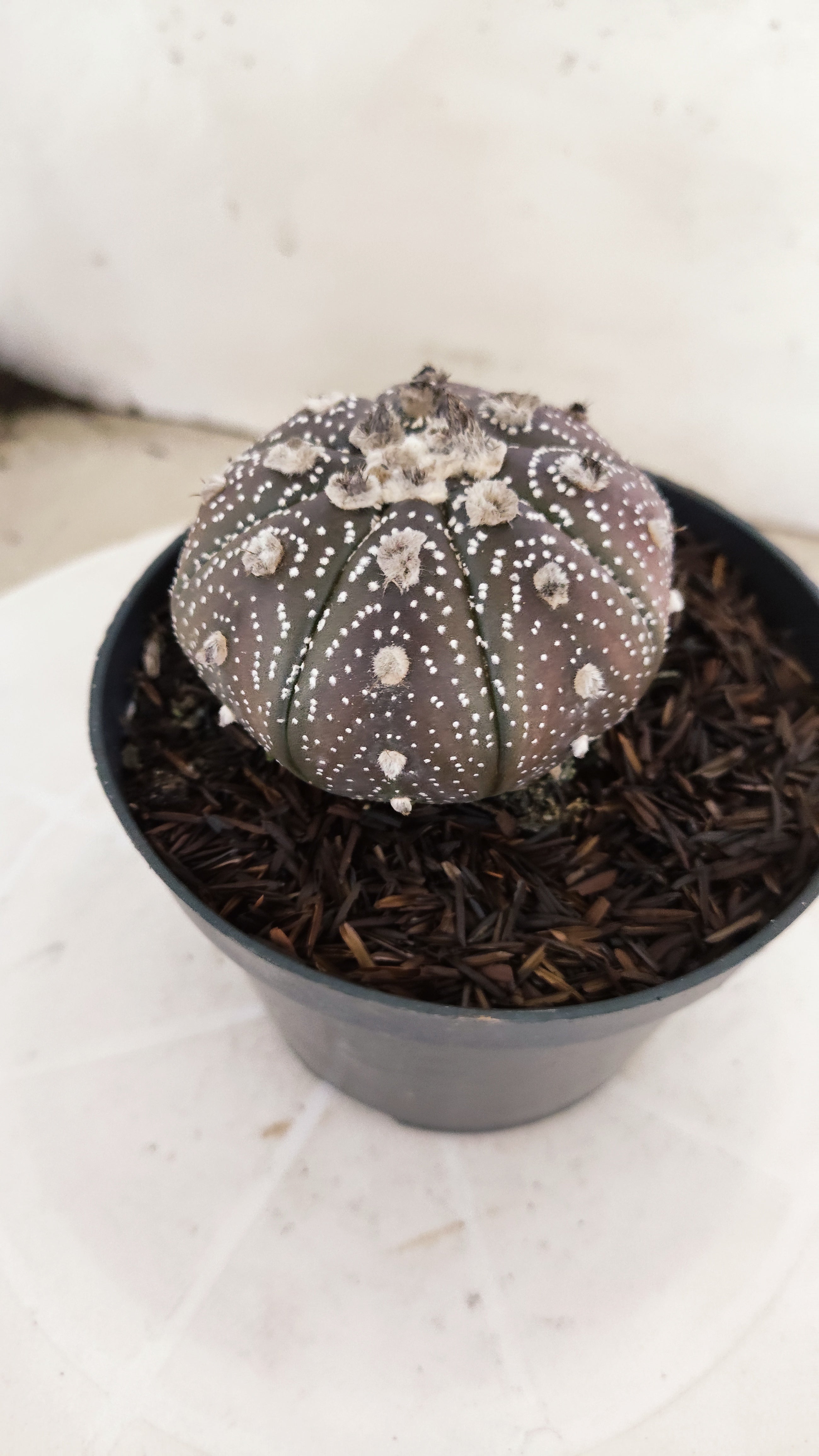 ASTROPHYTUM ASTERIAS “Purple”  Nº 1136 – vaso 11