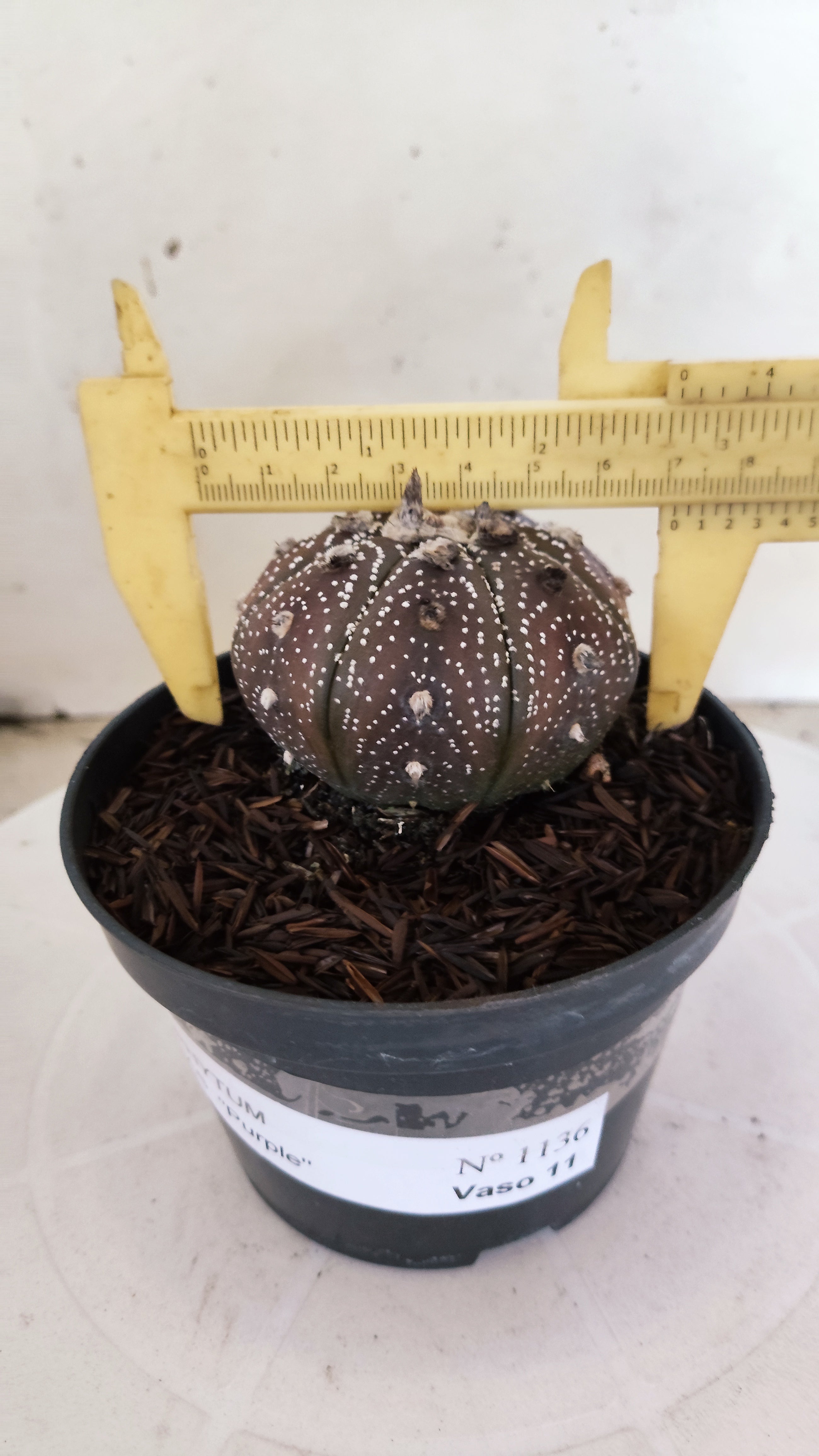 ASTROPHYTUM ASTERIAS “Purple”  Nº 1136 – vaso 11