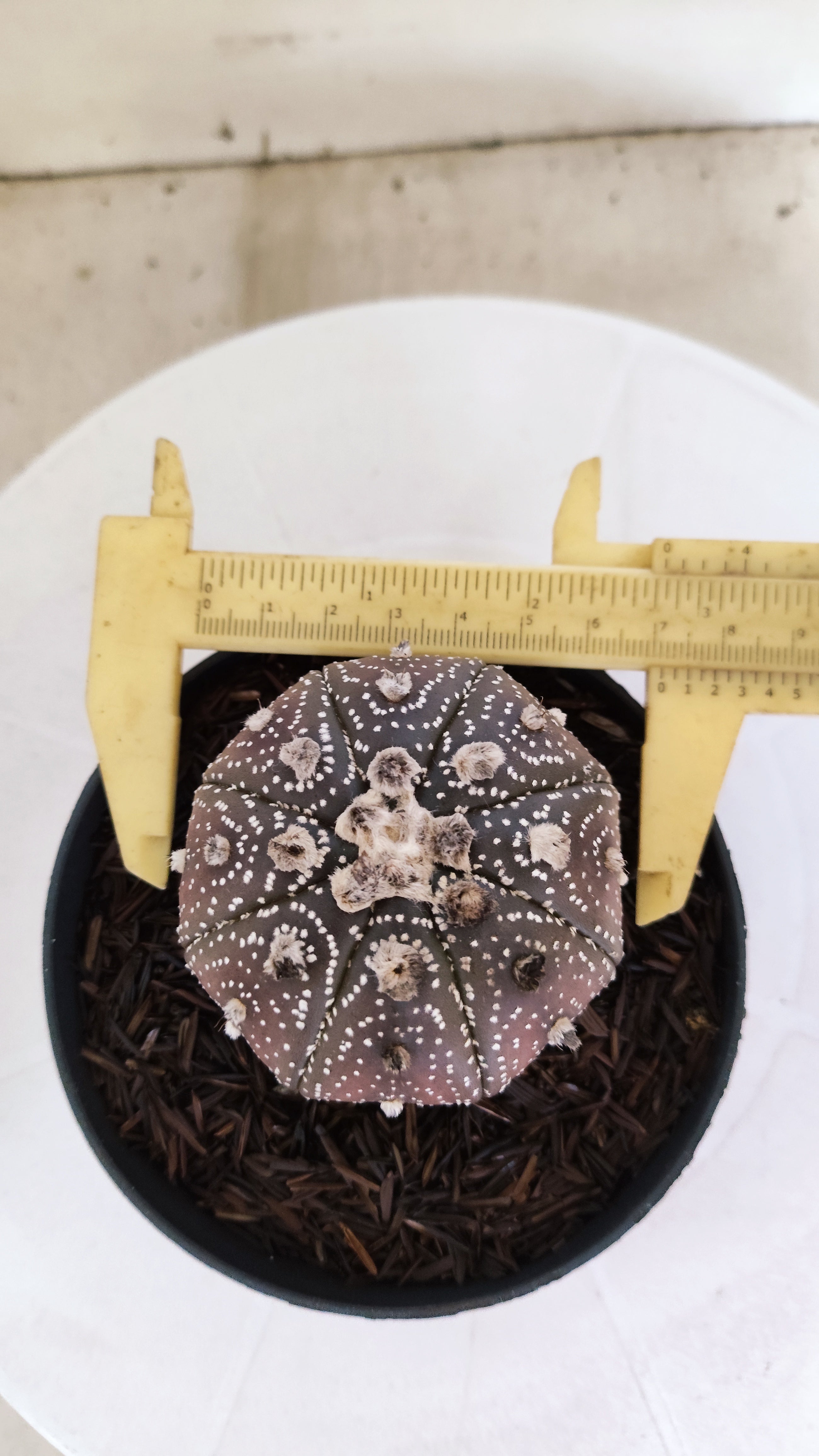 ASTROPHYTUM ASTERIAS “Purple”  Nº 1136 – vaso 11