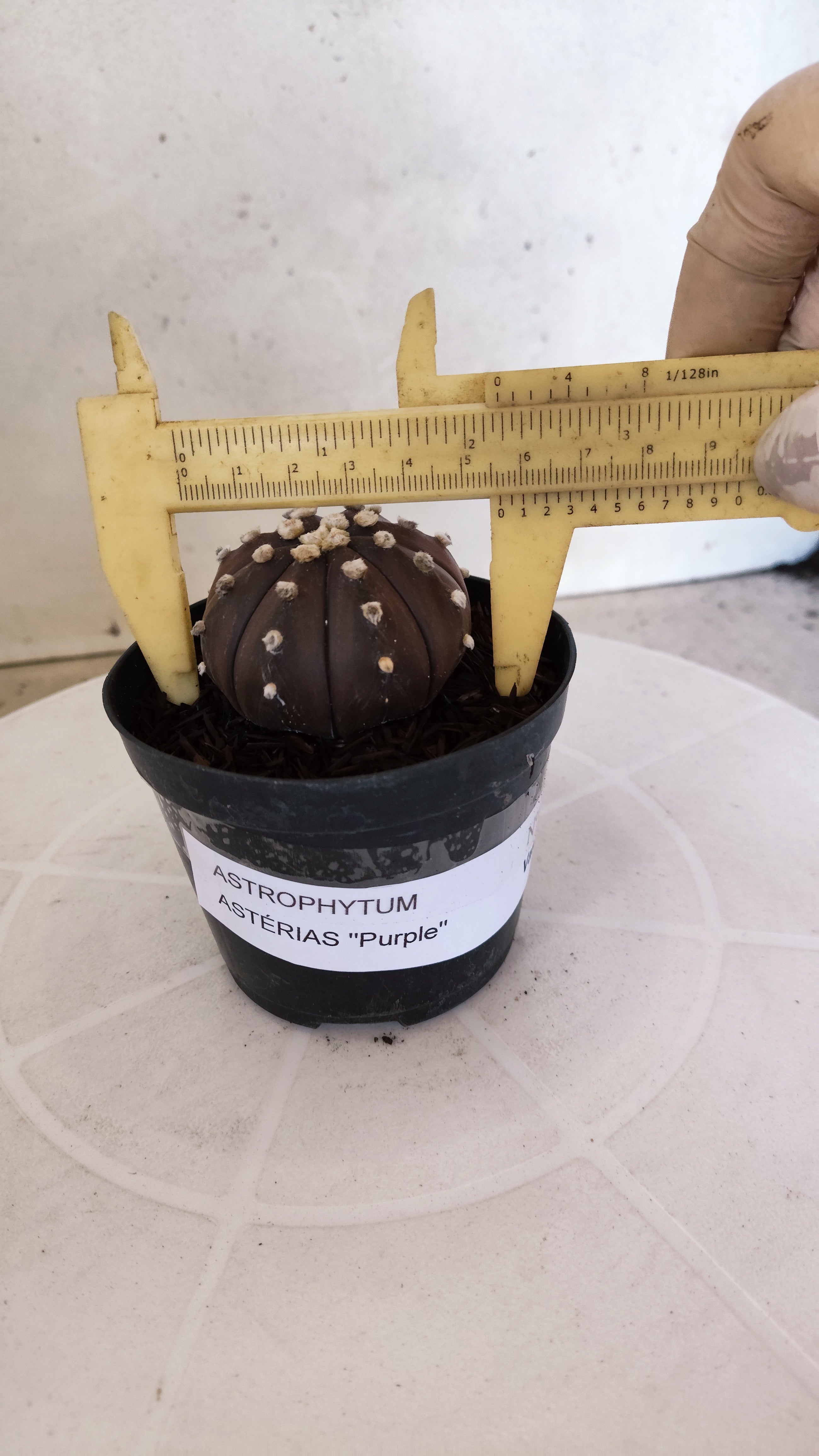 ASTROPHYTUM ASTERIAS “Purple”  Nº 1211 – vaso 09