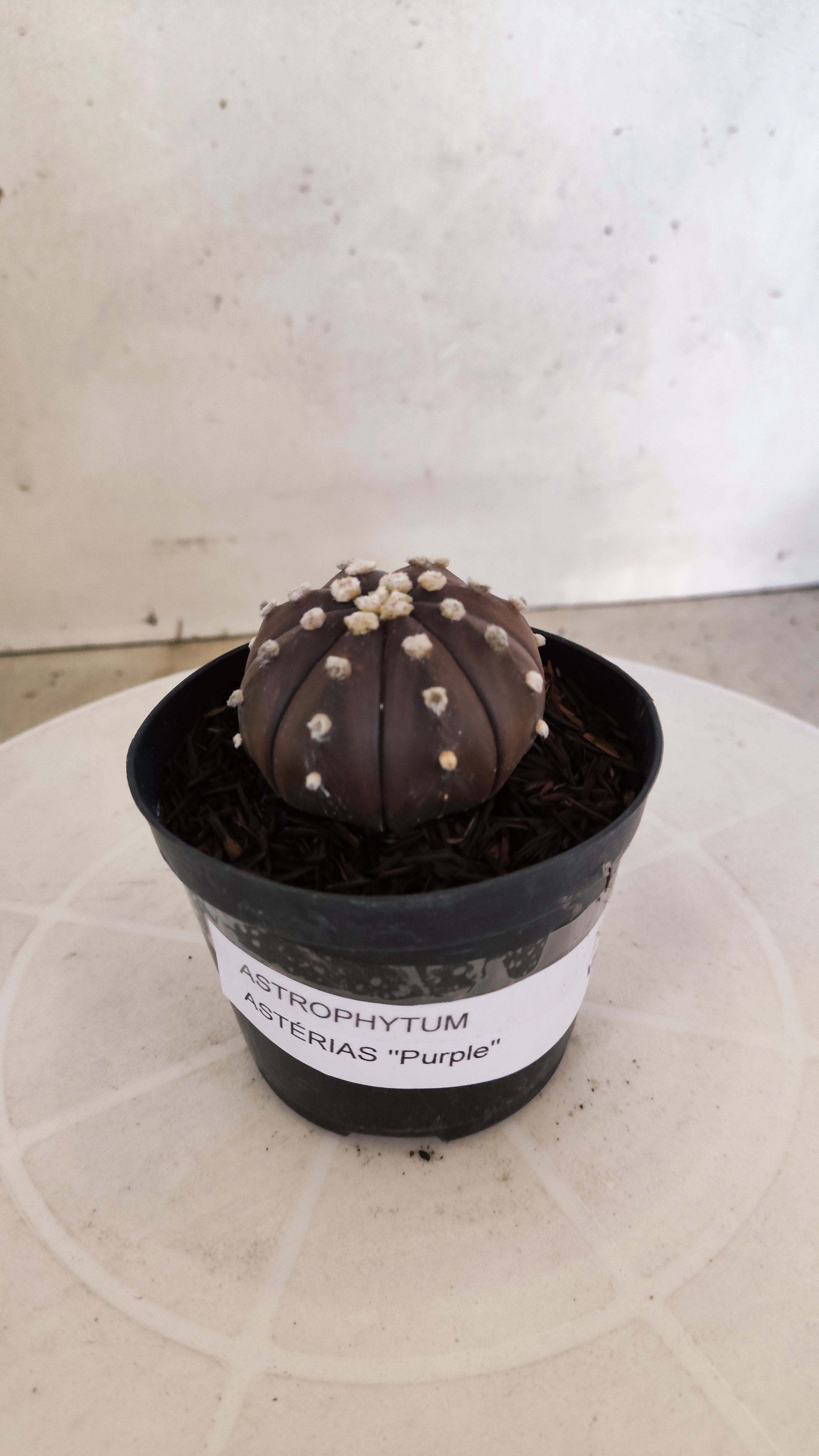 ASTROPHYTUM ASTERIAS “Purple”  Nº 1211 – vaso 09