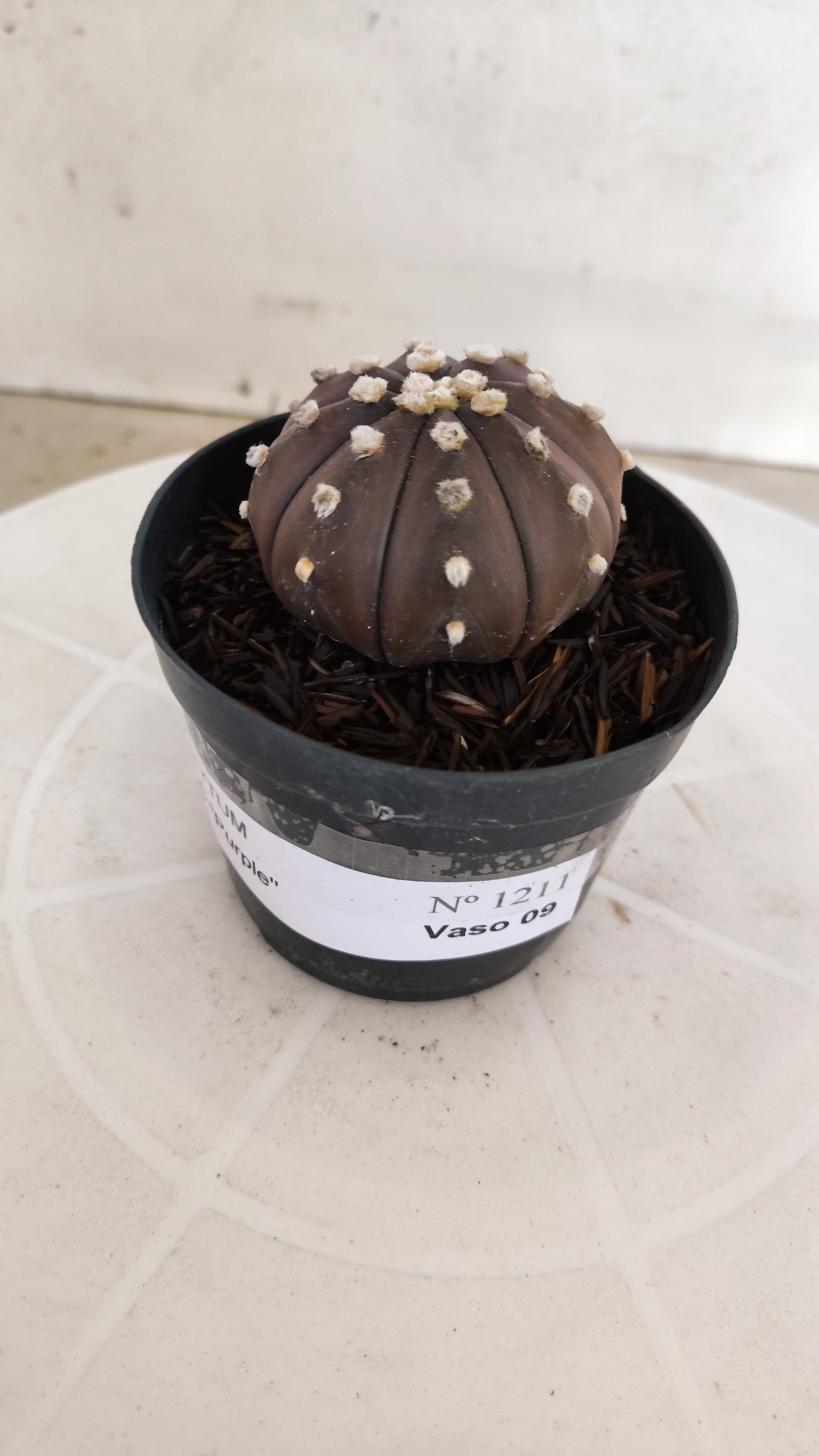 ASTROPHYTUM ASTERIAS “Purple”  Nº 1211 – vaso 09