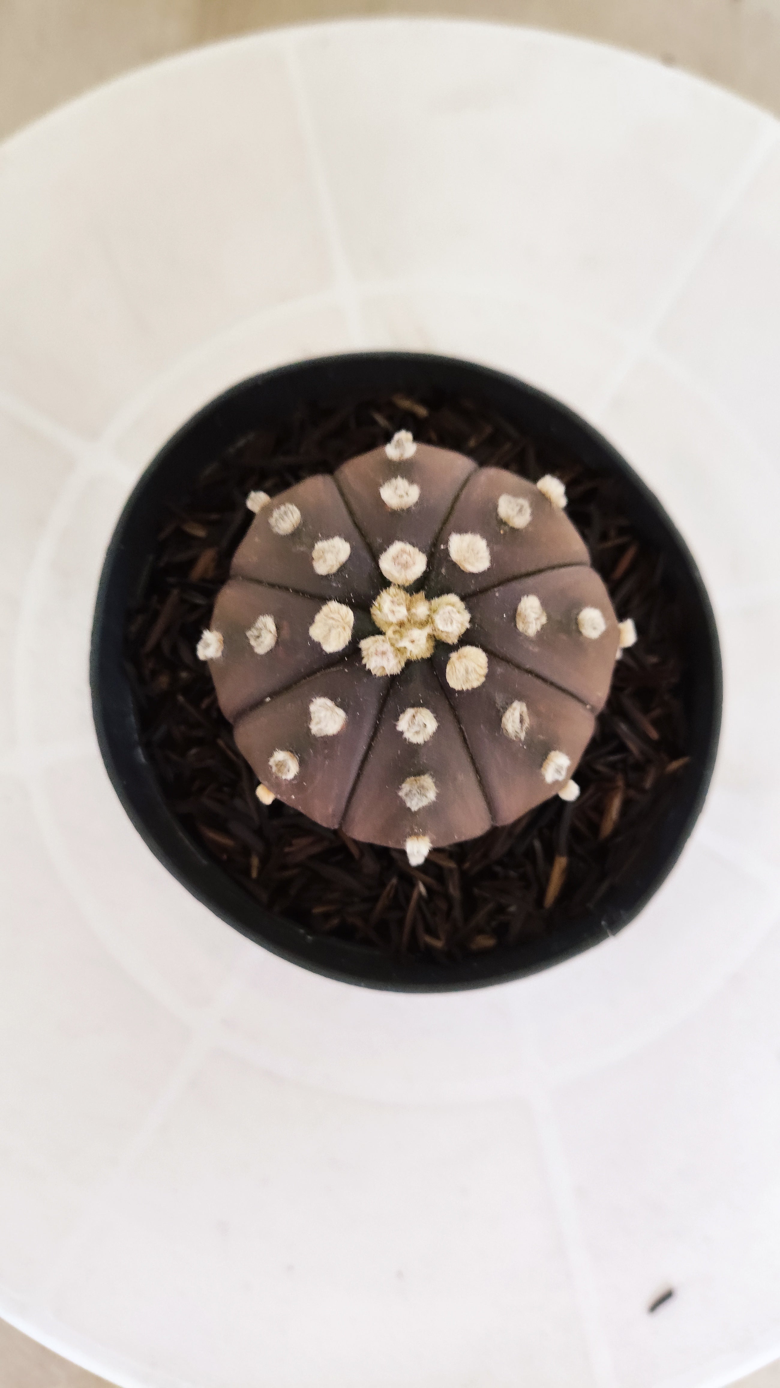 ASTROPHYTUM ASTERIAS “Purple”  Nº 1211 – vaso 09