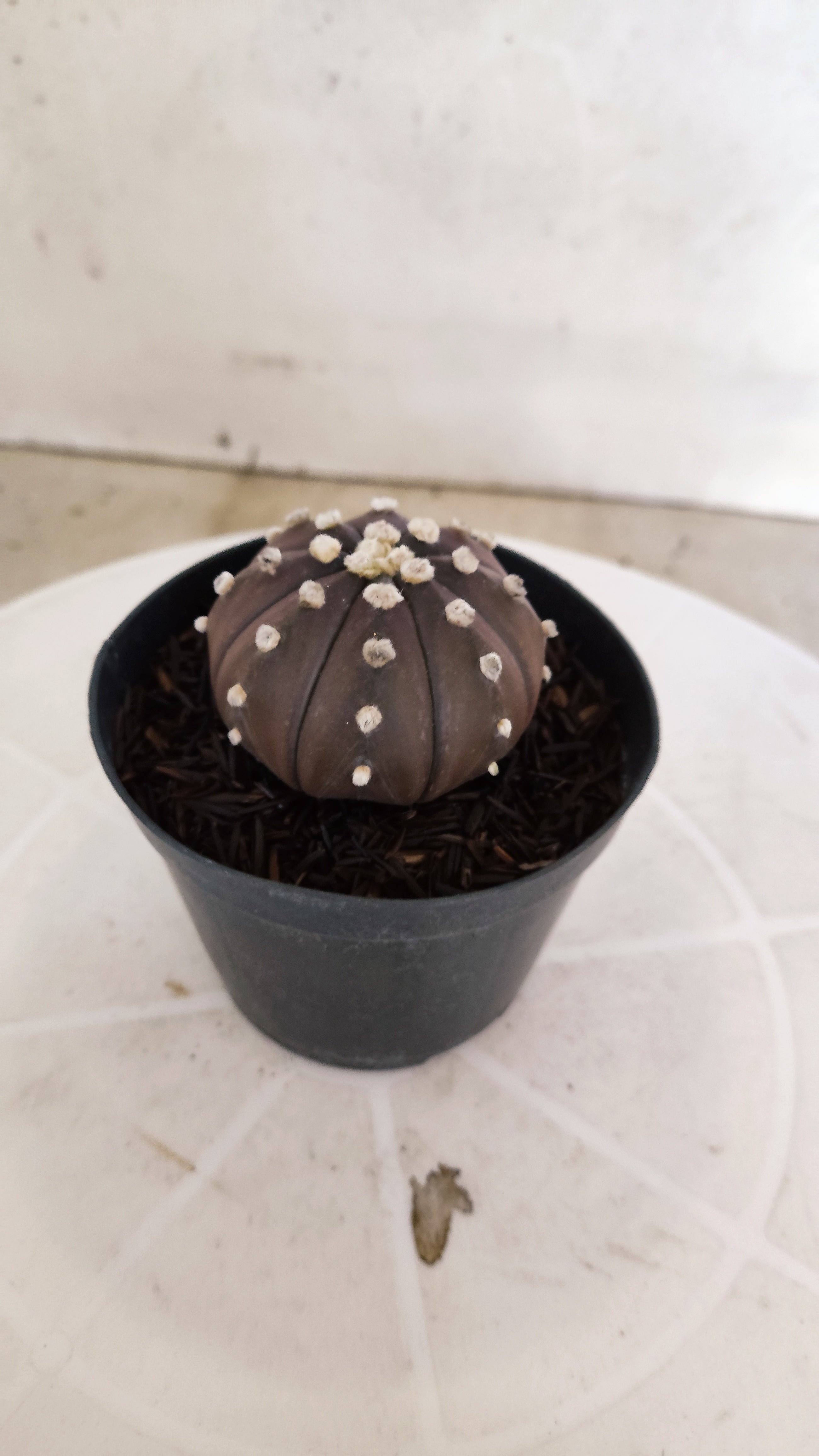 ASTROPHYTUM ASTERIAS “Purple”  Nº 1211 – vaso 09