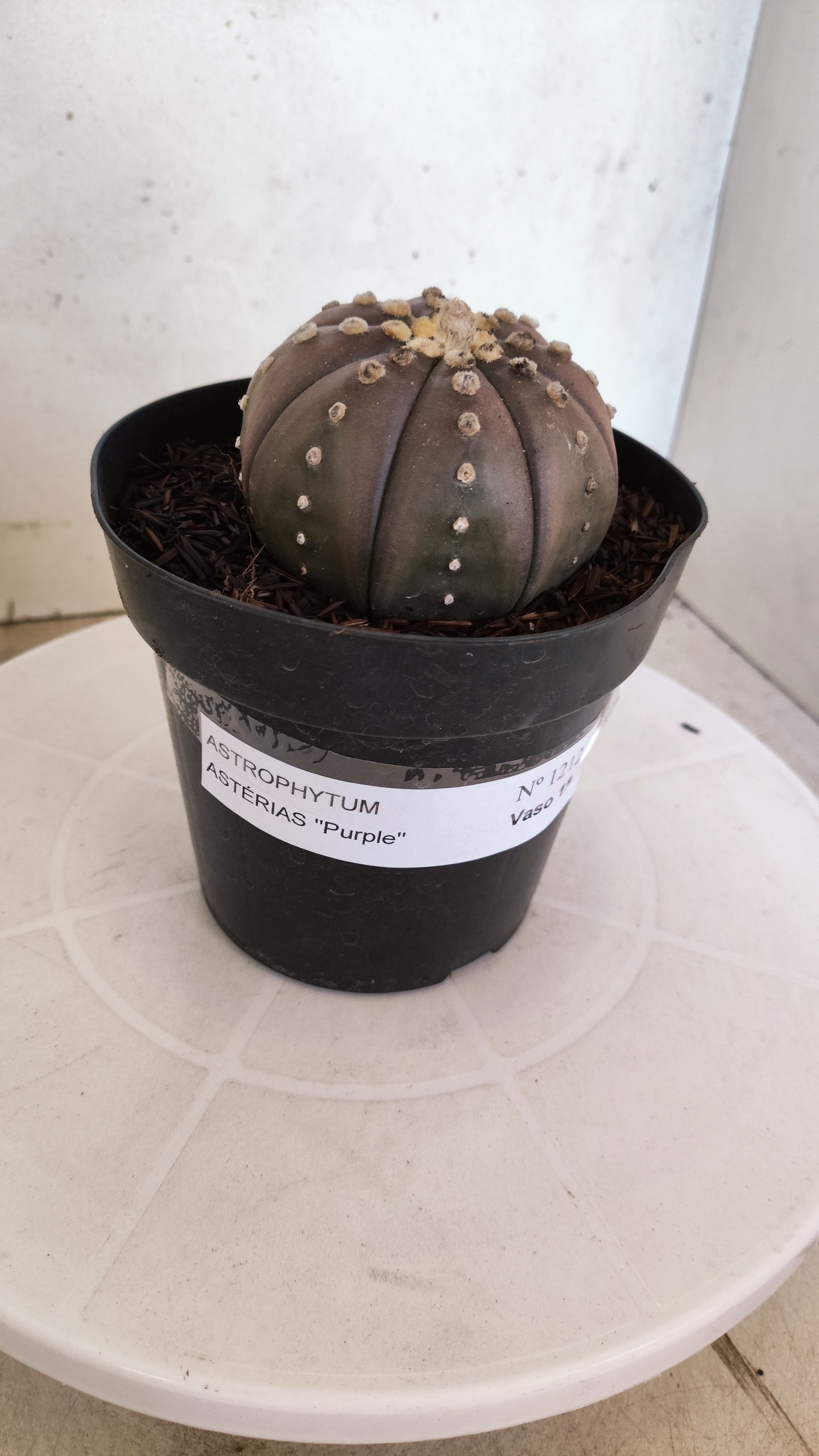 ASTROPHYTUM ASTERIAS “Purple”  Nº 1212 – vaso 15