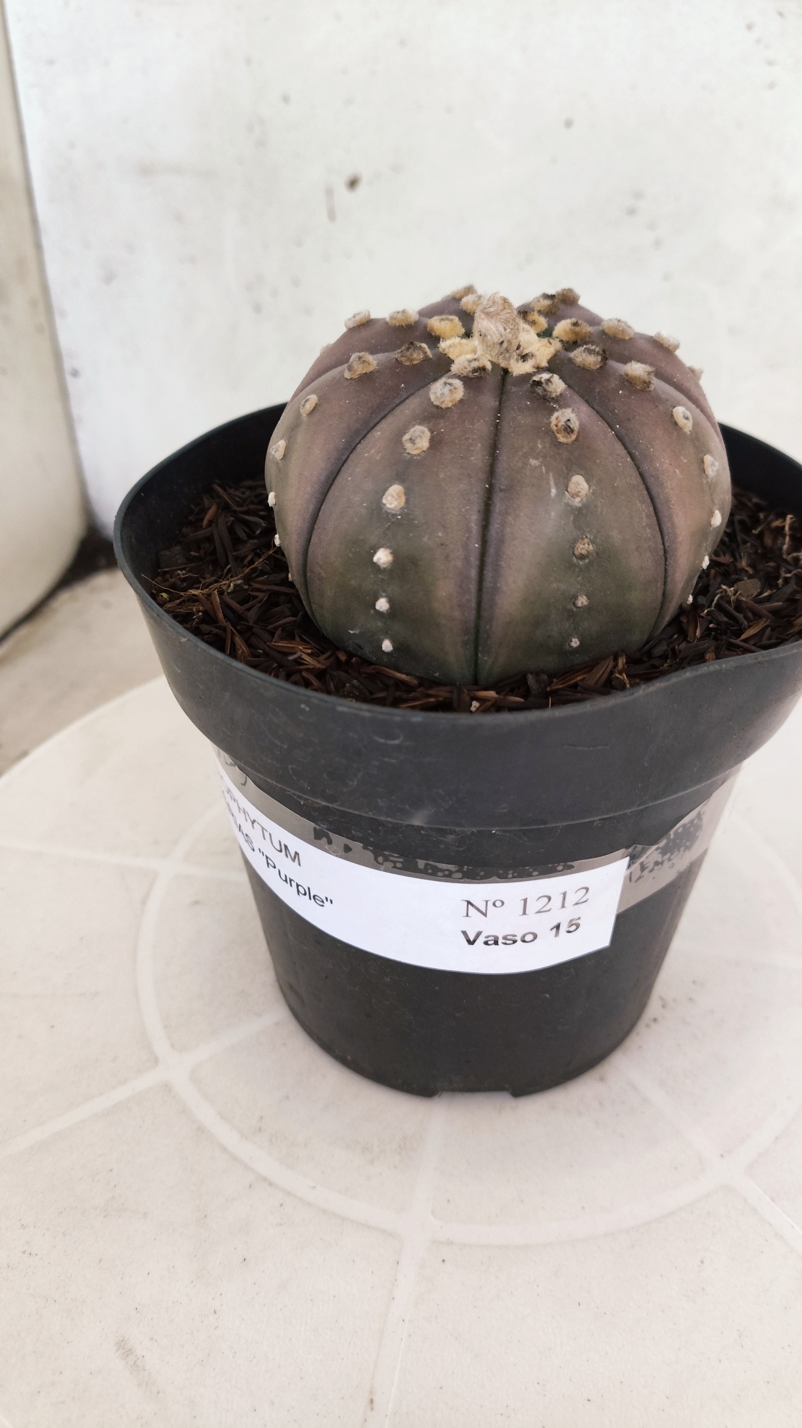 ASTROPHYTUM ASTERIAS “Purple”  Nº 1212 – vaso 15