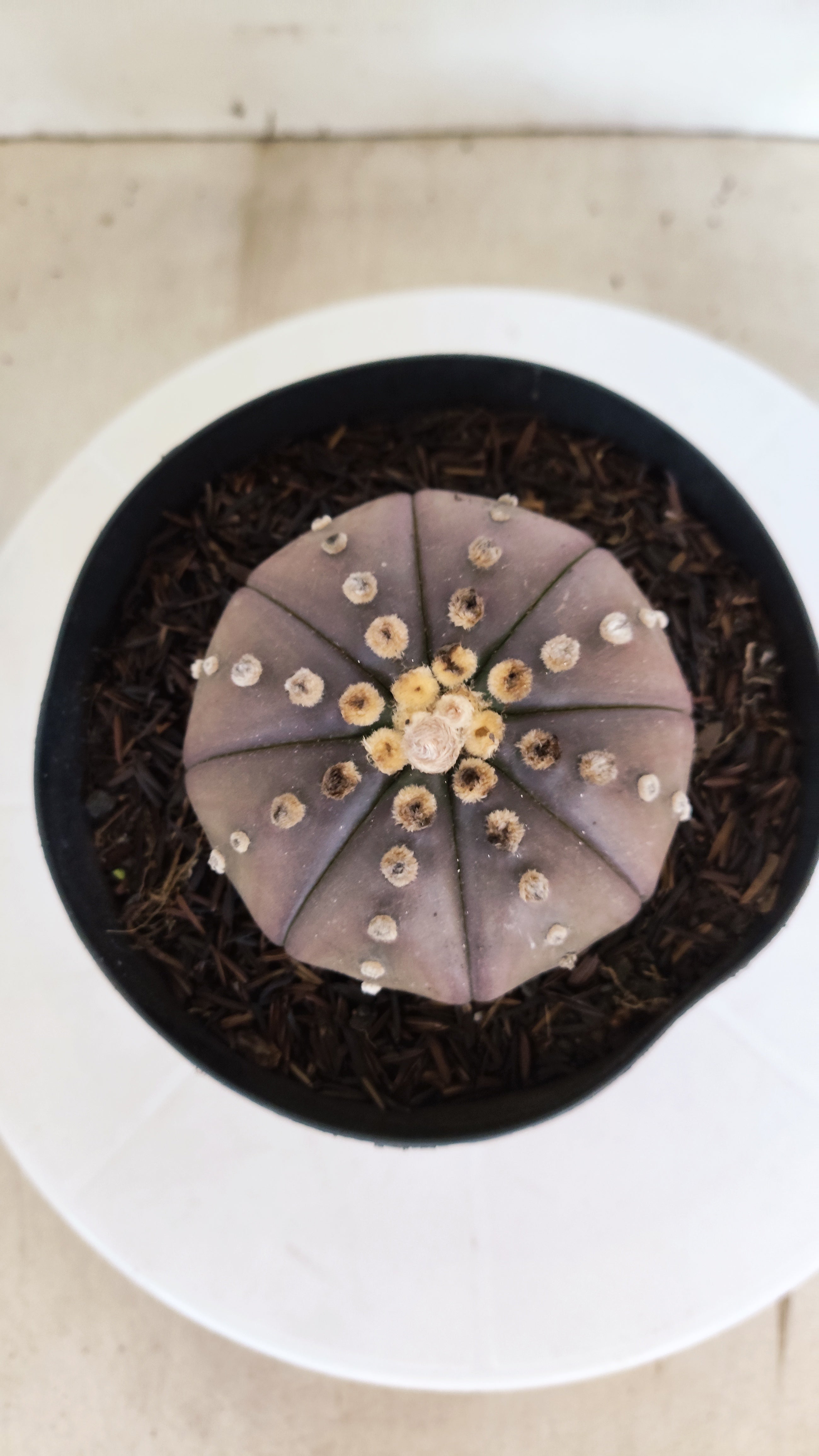 ASTROPHYTUM ASTERIAS “Purple”  Nº 1212 – vaso 15