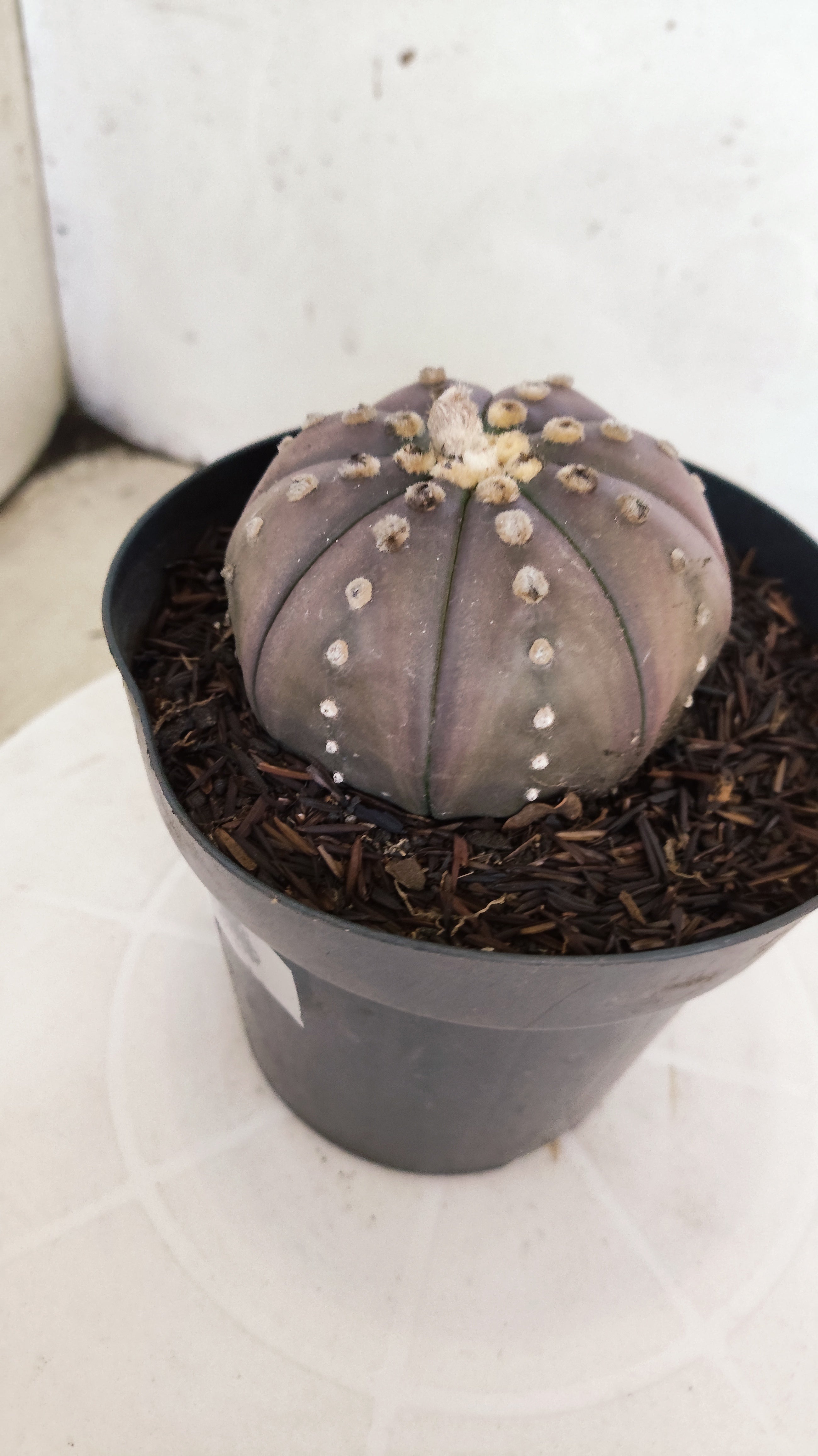 ASTROPHYTUM ASTERIAS “Purple”  Nº 1212 – vaso 15