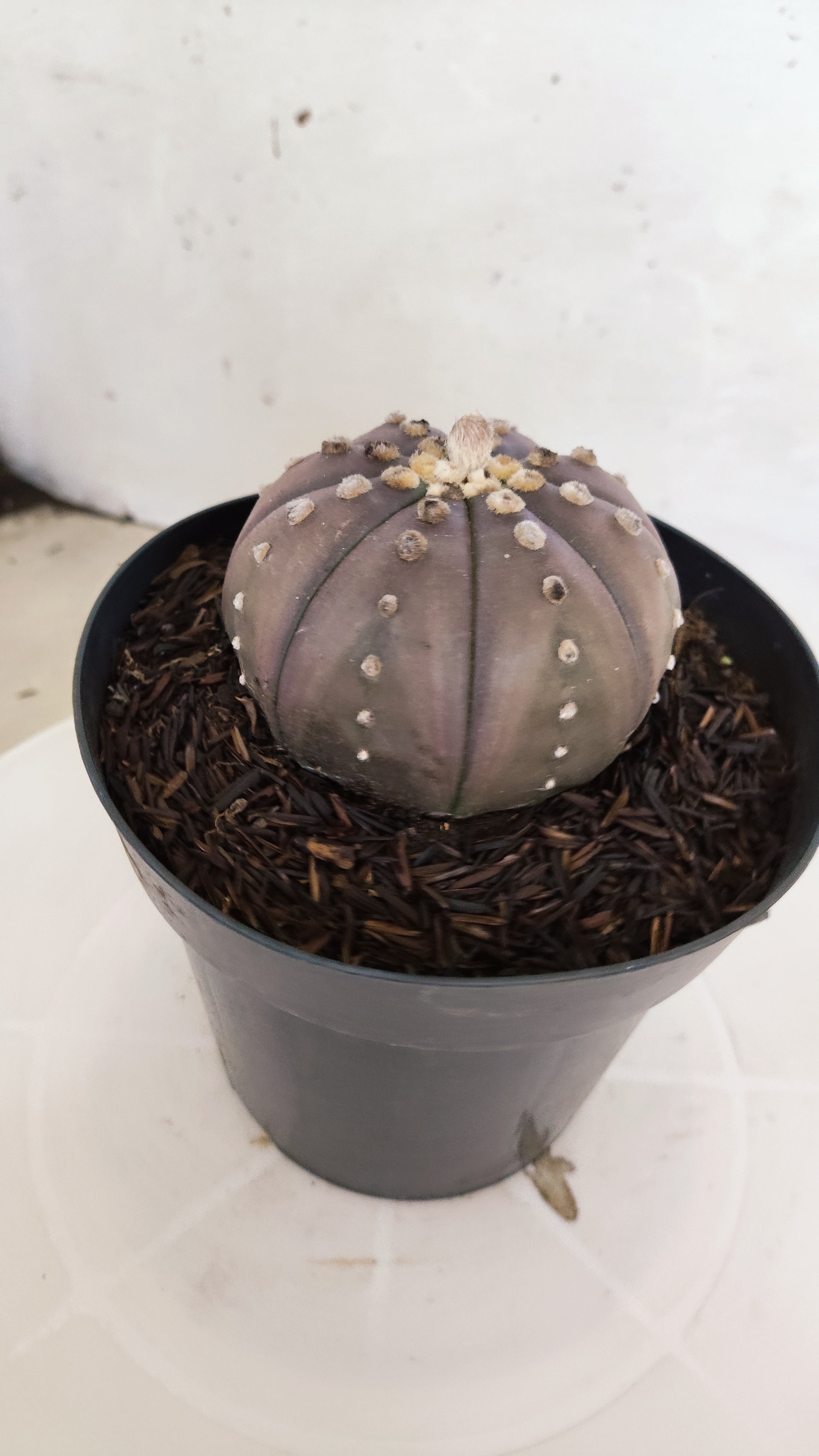 ASTROPHYTUM ASTERIAS “Purple”  Nº 1212 – vaso 15