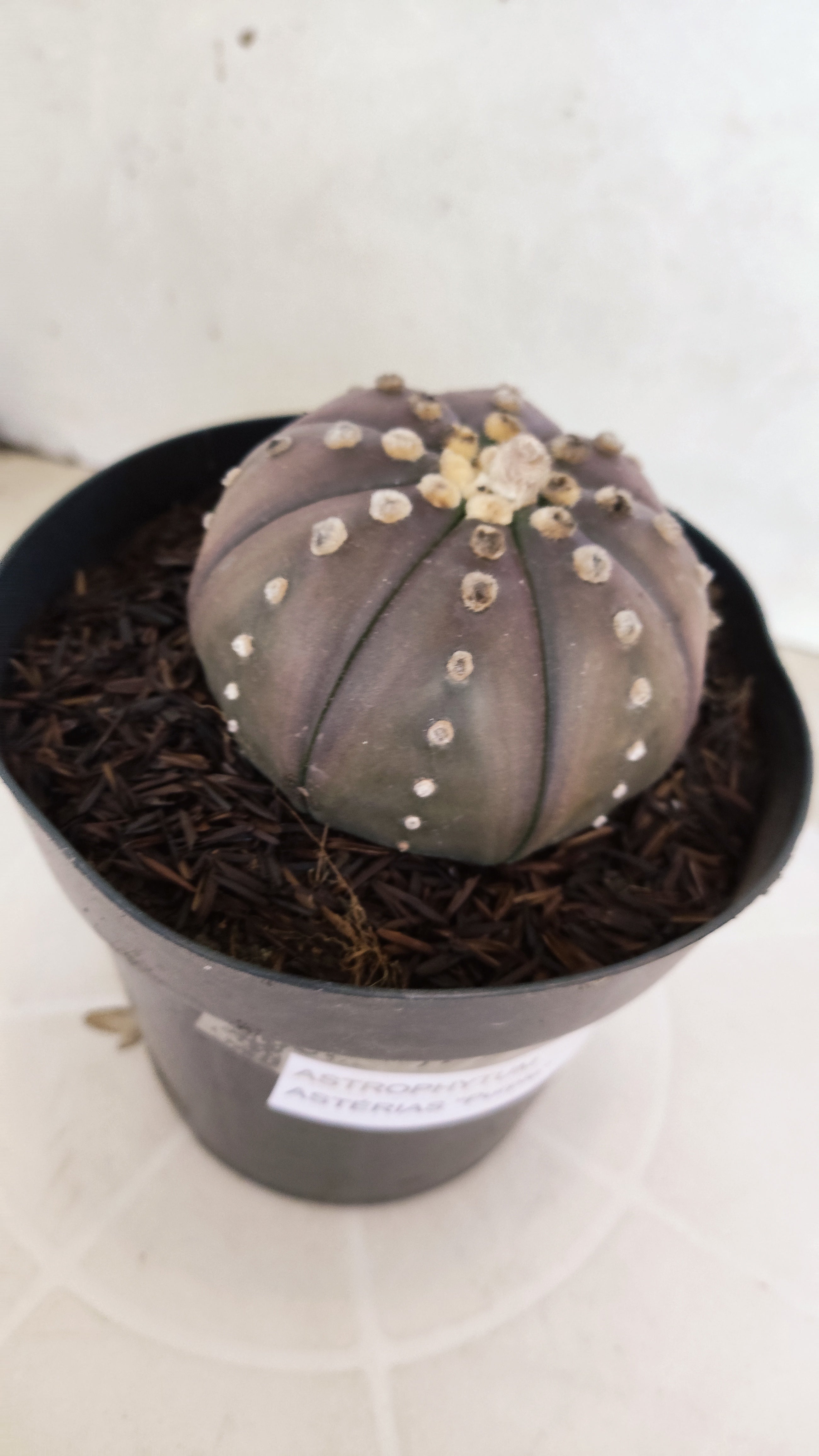 ASTROPHYTUM ASTERIAS “Purple”  Nº 1212 – vaso 15