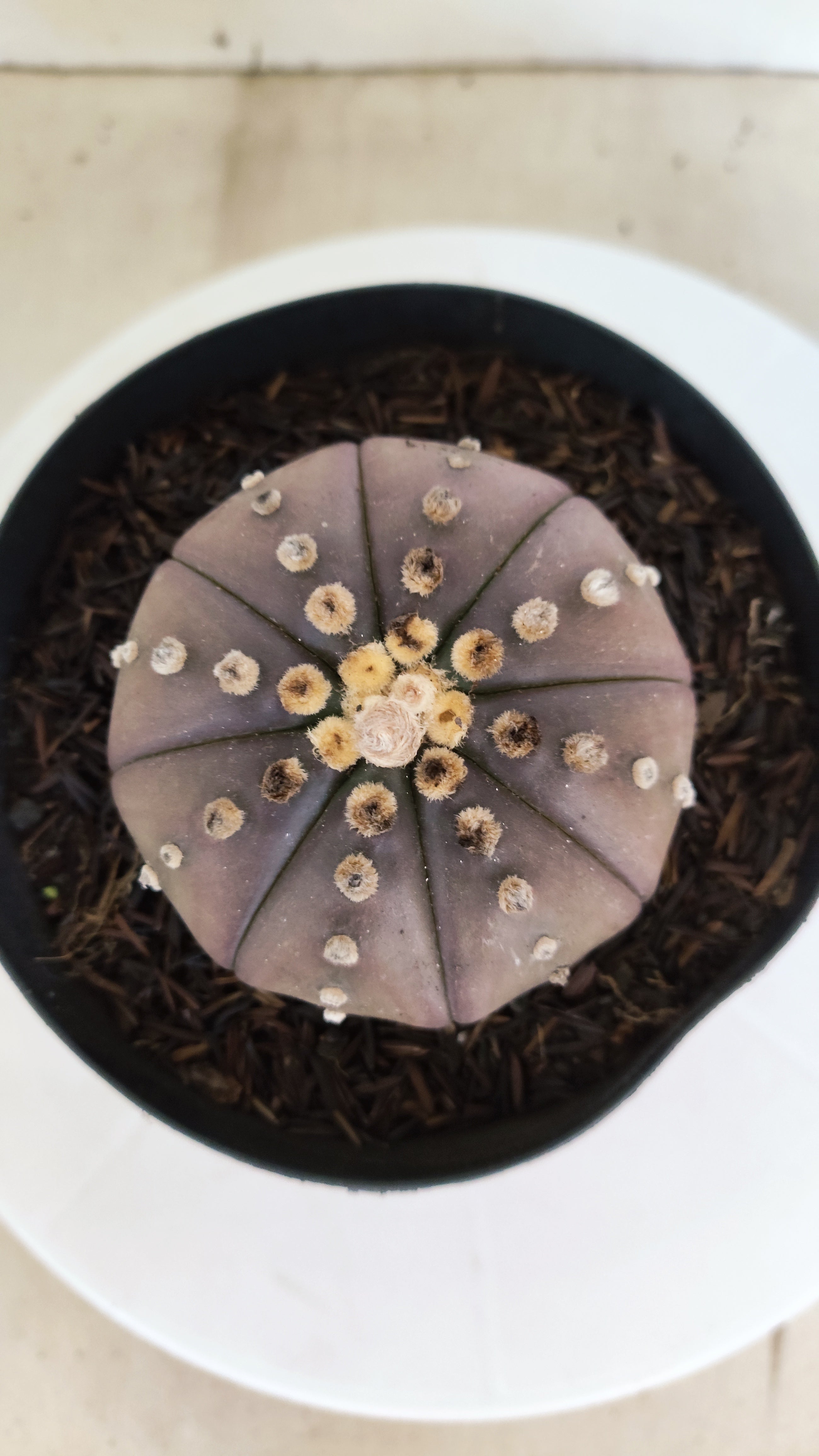 ASTROPHYTUM ASTERIAS “Purple”  Nº 1212 – vaso 15