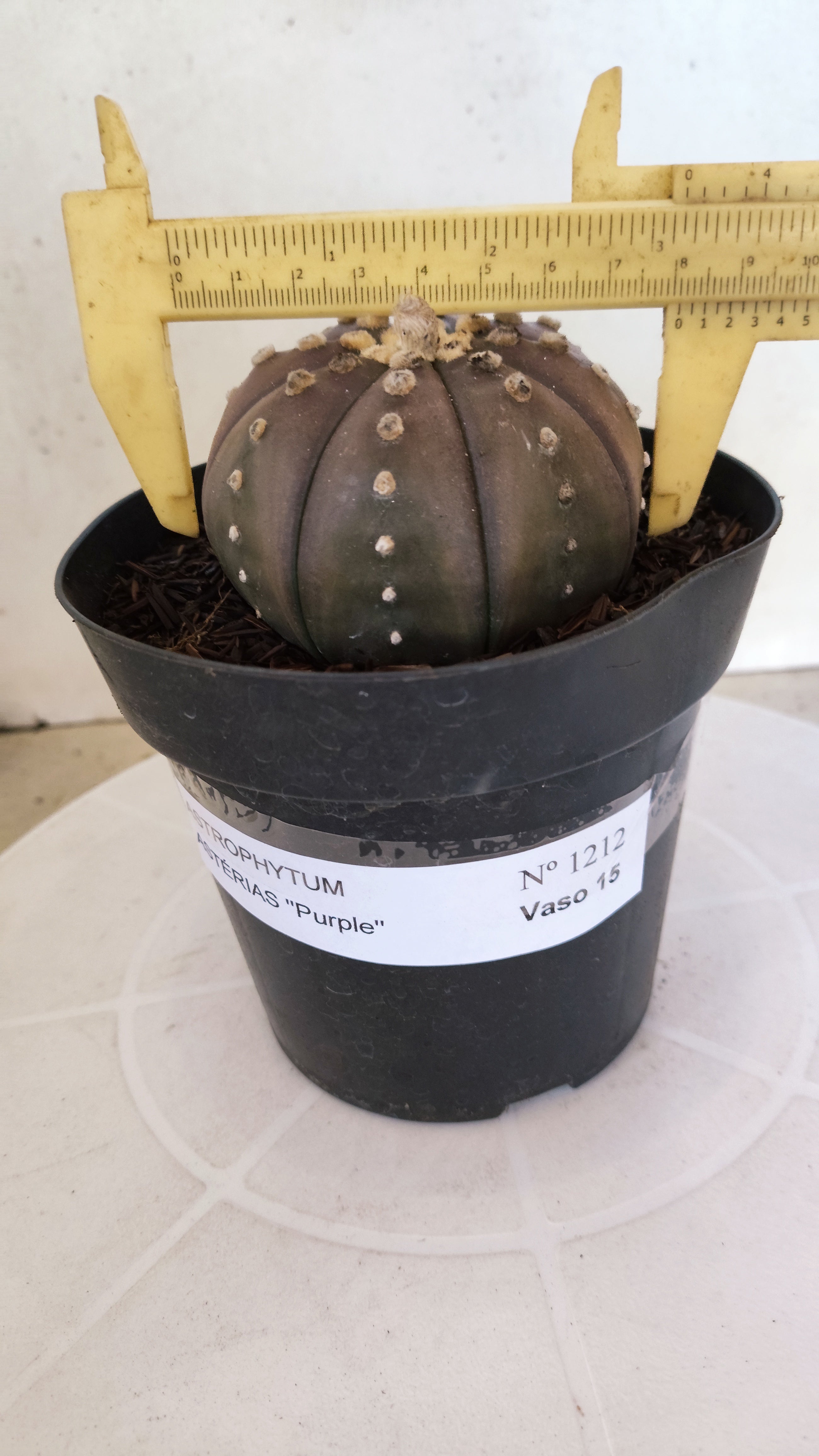 ASTROPHYTUM ASTERIAS “Purple”  Nº 1212 – vaso 15