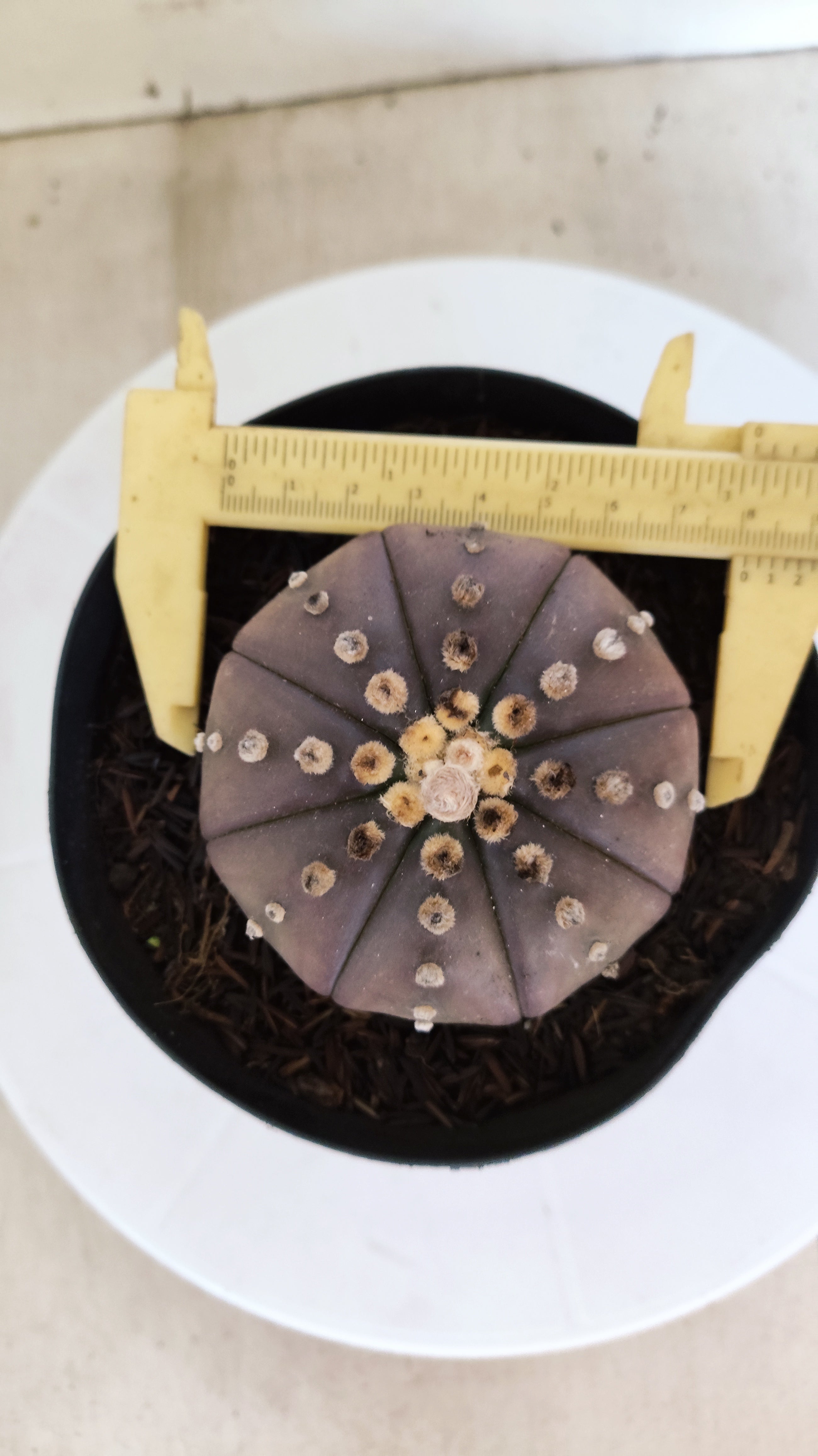 ASTROPHYTUM ASTERIAS “Purple”  Nº 1212 – vaso 15