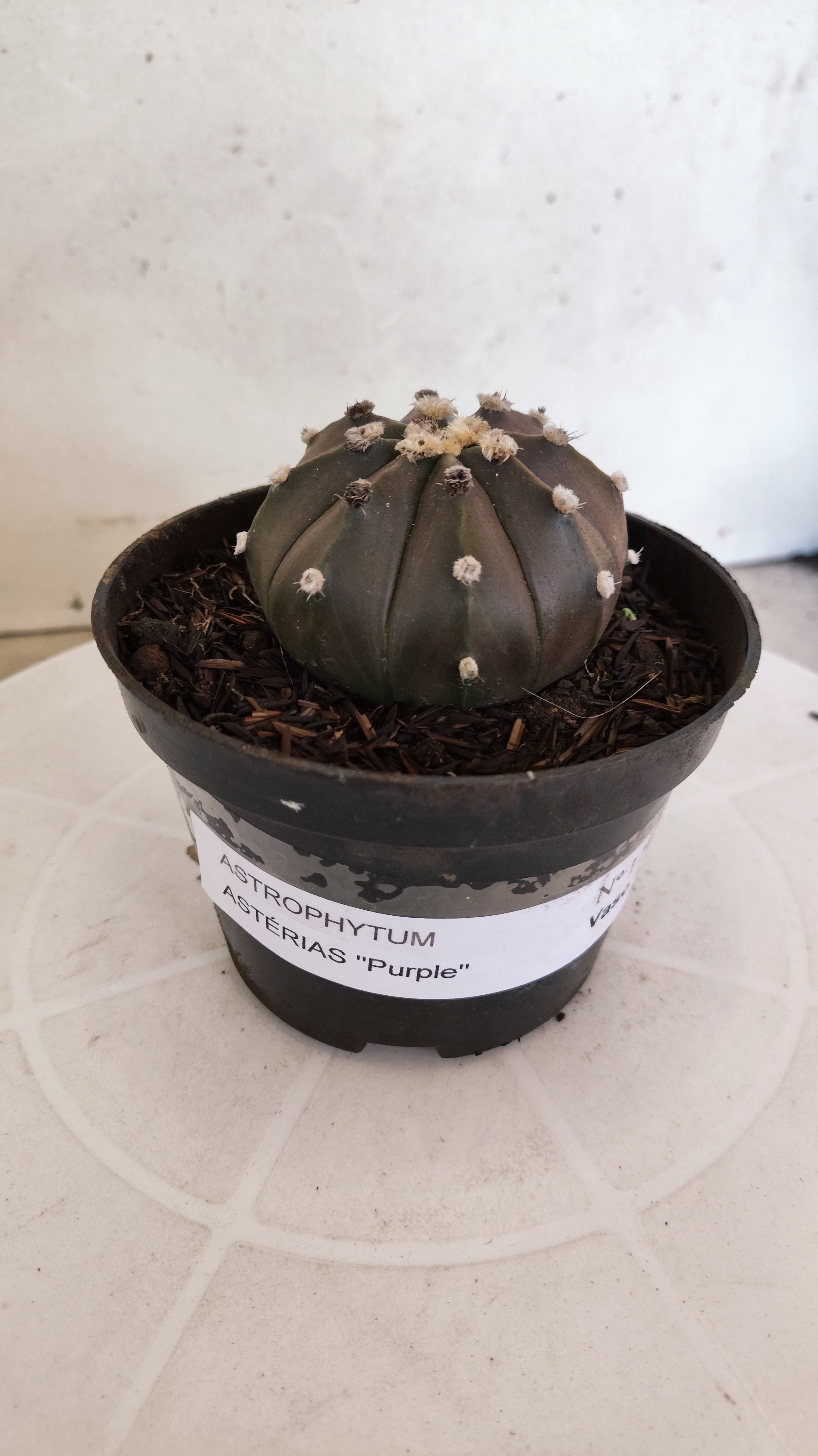 ASTROPHYTUM ASTERIAS “Purple”  Nº 1213 – vaso 11