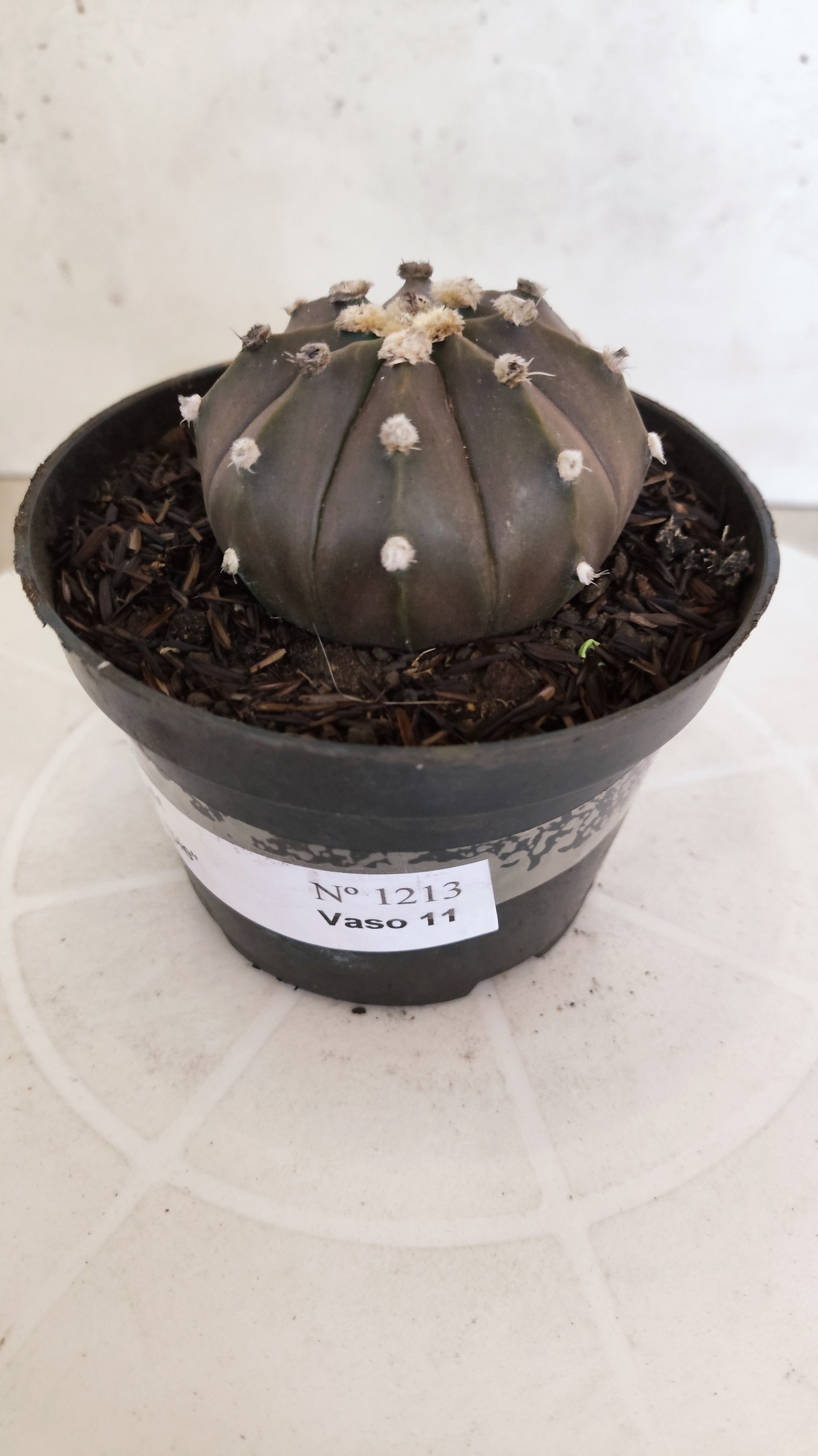 ASTROPHYTUM ASTERIAS “Purple”  Nº 1213 – vaso 11